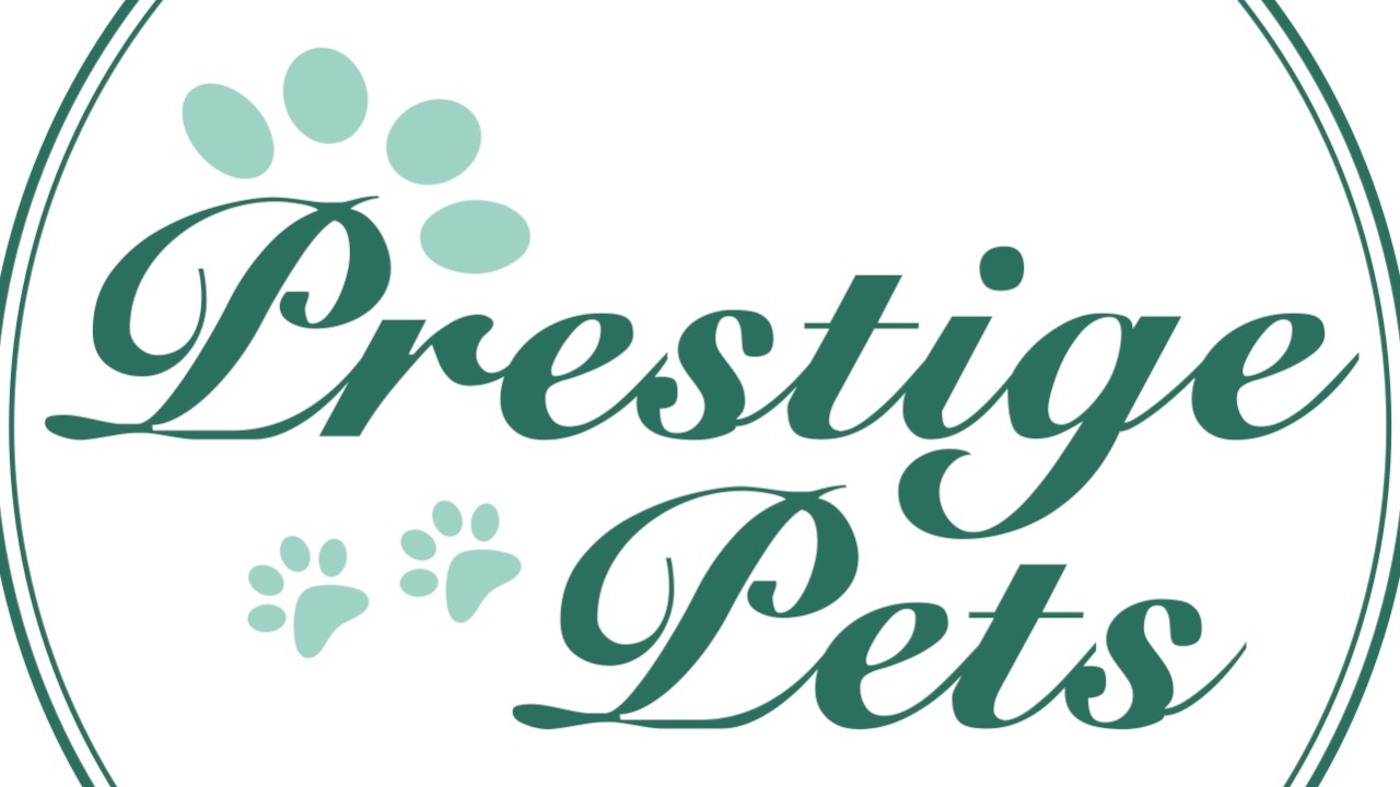Teaching your puppy to make eye contact is one of the simplest ways to build focus, trust, and good manners.
It helps your pup learn to look to you for direction, whether you’re training, walking, or just spending time together.
Watch the video below to learn how to practice this easy but powerful skill at home!