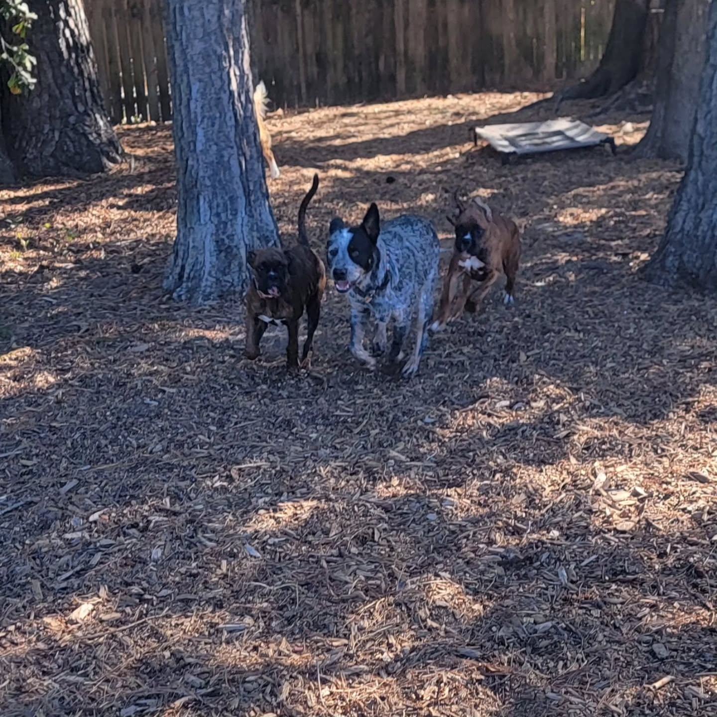 The best of friends 💕
#dog #dogs #dostagram #dogsofinstagram #pup #puppy #pupper #doggo #puppylove #doglove #doglover #doggie #doglife #puppylife #dogsofinsta #puppiesofinstagram #dogsofsavannah #dogoftheday #pets #doglife #dogtraining #dogboarding #dogsitting #petcare #savannah