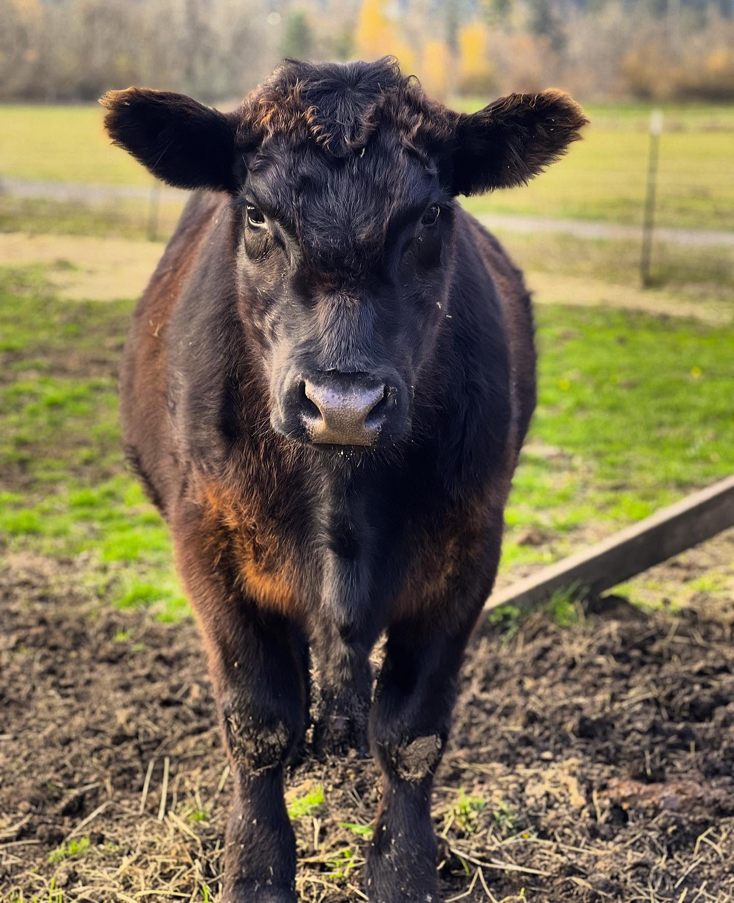 Mooses is loving that winter is upon #LKRanch