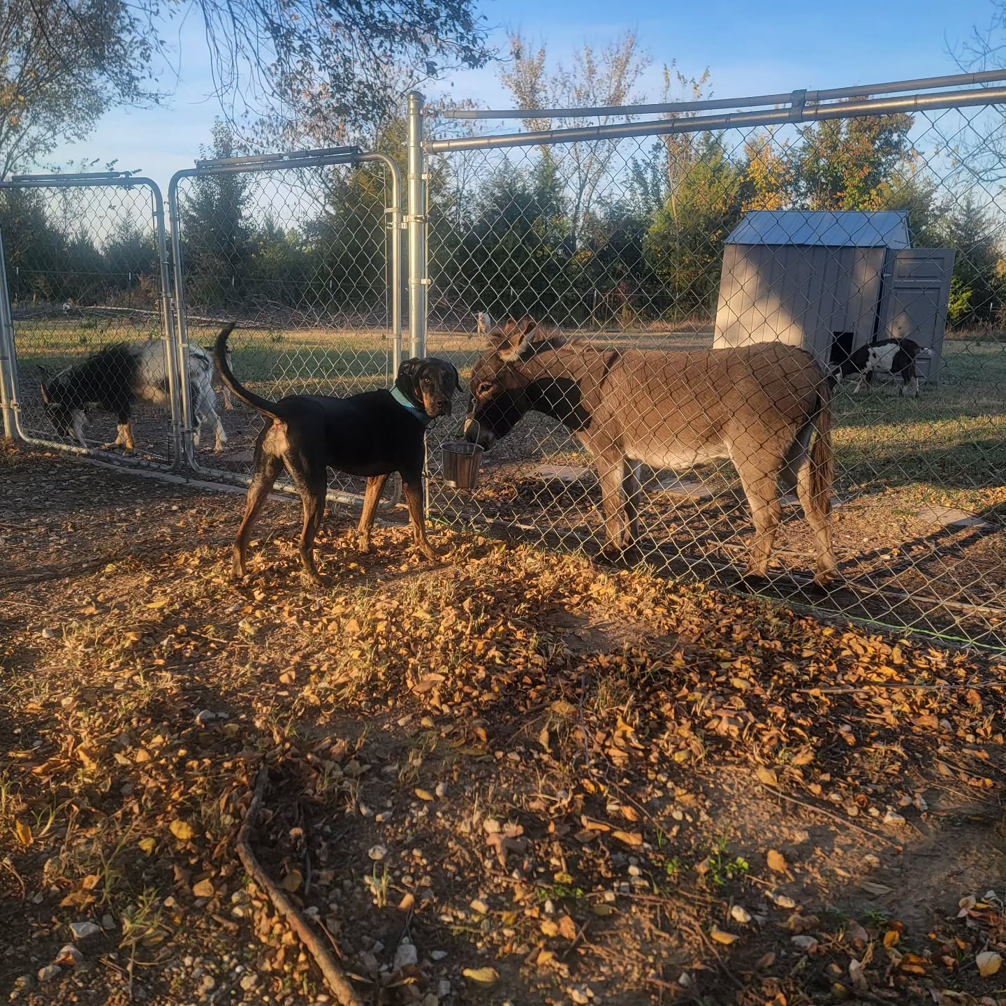 Gallus and Buddy communing