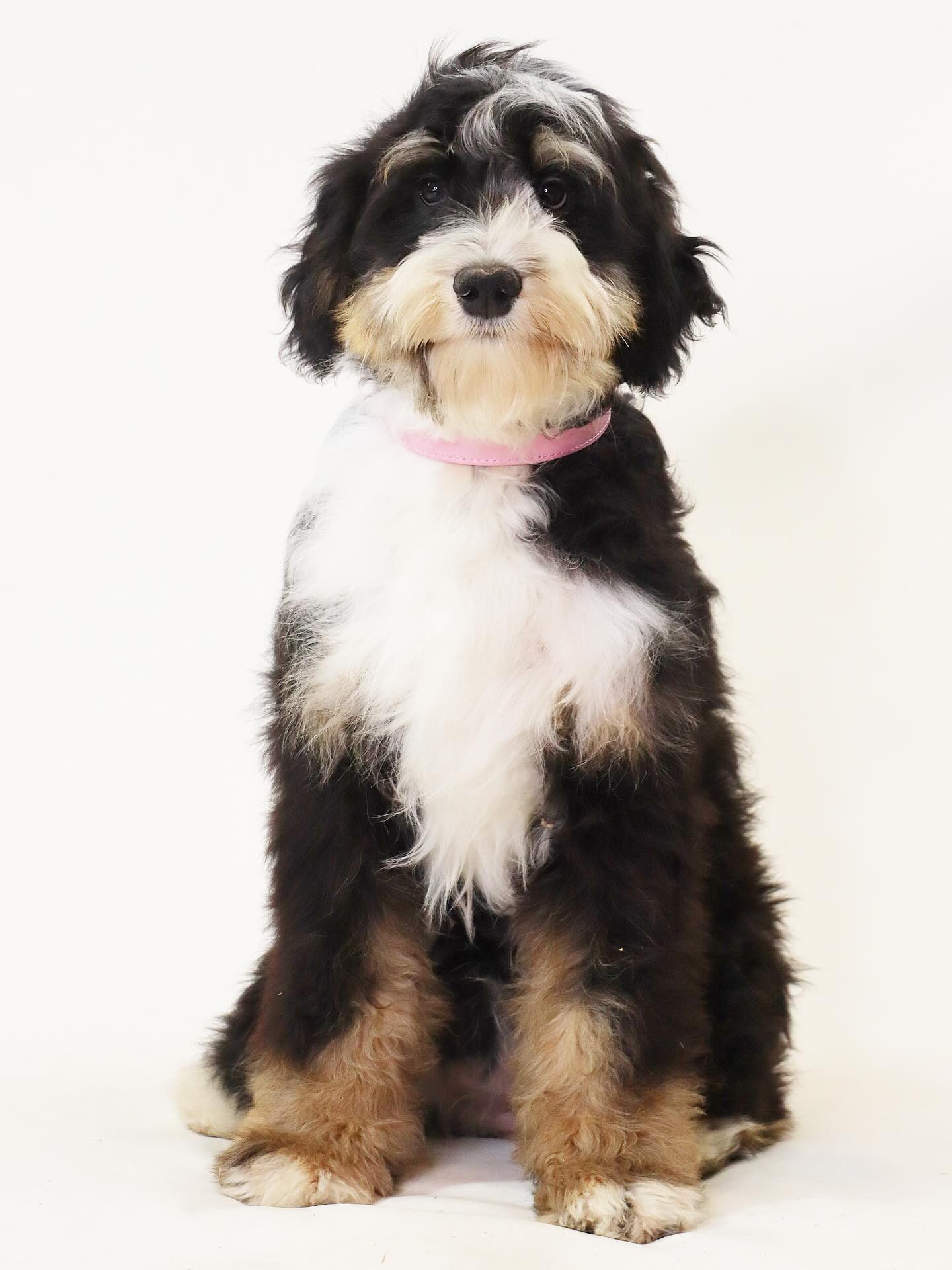 Muffin & Deans Four F1 standard available girls, these sweet little cupcakes are fully vaccinated, fully kennel trained, know a few basic commands and are on a potty training schedule - Send us a submission via our website to inquire www.LKBernedoodles.com #LKbernedoodles #bernedoodles