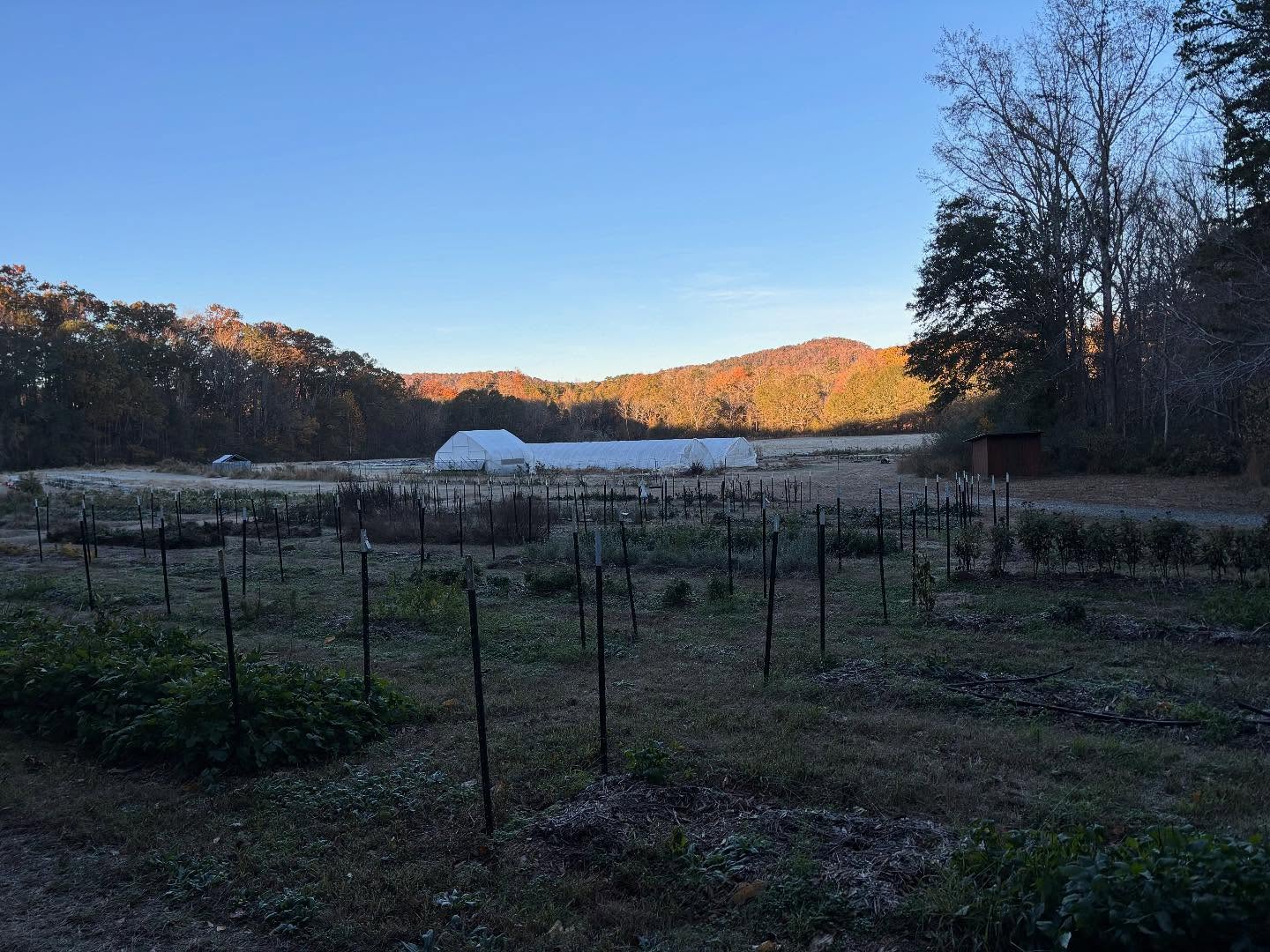 Scenes from a frosty farm this morning. Seeing the plants locked in 1 final forbidden harvest is always weird, but it’s also energizing for the farm team.
If there’s any sadness to be had at the loss of our plants, that came weeks ago when the flood of flowers first started to wane. There’s more of a get here and get it over with attitude when it comes to the first frost. Time that we used to spend picking and weeding now moves to planting perennials, propagation, building out new areas of the farm, spreadsheets upon spreadsheets for next year…the list is long and the days are short, but having time for new projects is nice. Think a frost is the end for us? Look again, we’re just getting started, and we’re planning to make 2026 our best year yet
The perennials have earned their rest, and the annuals have lived their best, beautiful lives over the course of just a few short months. It’s time for winter to take over for a little bit.
We’ll be out on 11/22 at @curraheeclub from 10-3 for their holiday market, and the farm store is open through 12/12. The fresh flowers might be over but we have oodles of great gifts for your holiday needs.
Talk Soon,
Team Peach House