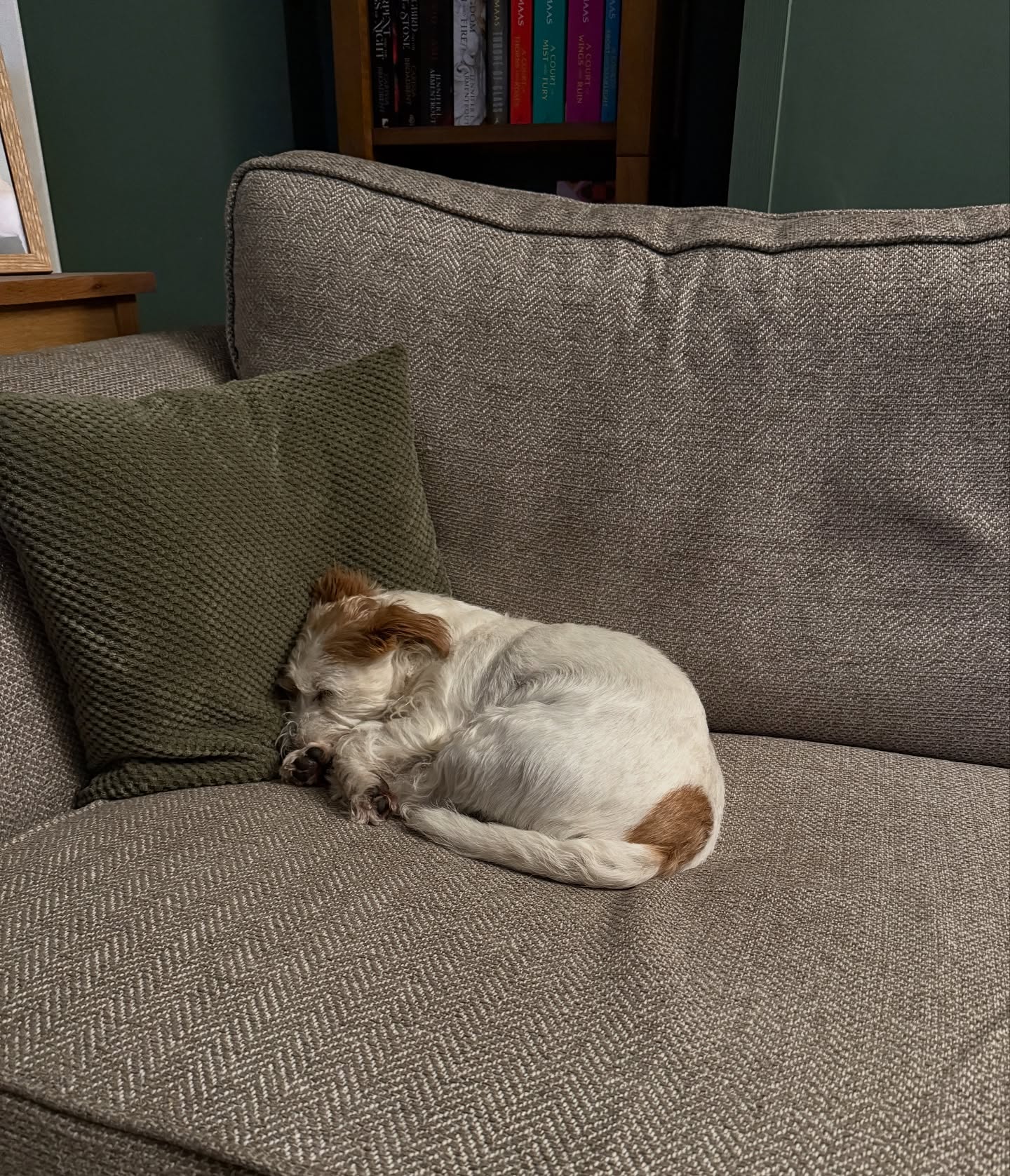Cosy ❤️
#sleepingdog #dottythedog #dottydaydream #jackcambjrt #jrt