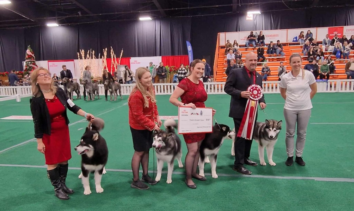 In honour of the Royal Canin Breederโs Classic coming up again this year, we just had to share this treasured memory from our team last year. It means the world we could have 4 siblings from one litter to compete in this type of event. โค๏ธ The official photo is framed in our hallway! ๐ฅฐโจ
RIP, Chili, CC & Benelli ๐ค๐ค๐ฉถ
(Can GCH Ice Gangstaโs Ball of Fire For Chayo x Integrityโs Cerveza Por Favor)
โโ
๐ง teracorrigan@gmail.com
๐ (613) 492-0110
๐ www.integritykennels.ca
โโ
#integritykennels #integritymalamutes #integritybouviers #alaskanmalamute #alaskanmalamutes #malamute #alaskanmalamutepuppy #malamutepuppies #bouvierdesflandres #bouvier #bouviers #bouvierdesflandrespuppy #bouvierpuppies
#americankennelclub #canadiankennelclub #registeredpuppies #ethicalbreeder #conformationdogshows