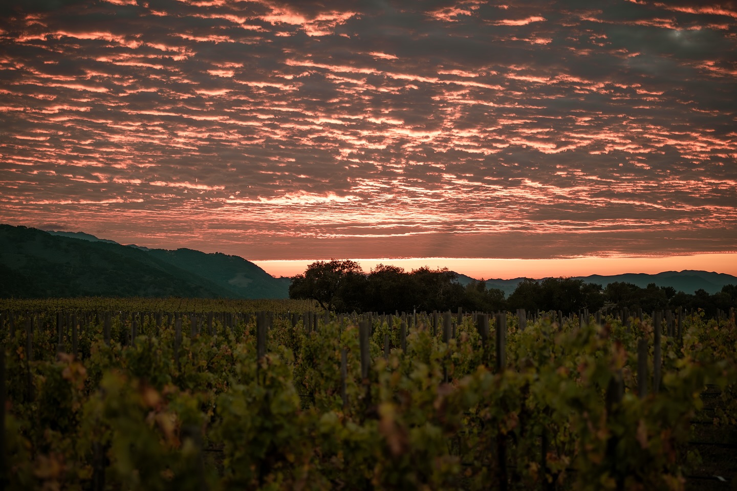 Harvest is over and the days feel different now. The time has changed, vines are shifting color, leaves are starting to fall, and even with plenty left to do, we’re finally getting a quiet minute to just watch the sun go down over the vineyard.