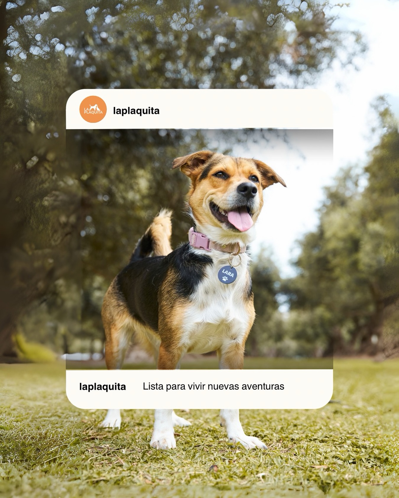 Aventuras sí, sustos no 🐾 Lara usa siempre su plaquita con nombre y teléfonos para volver a casa 🏡 ¿Tu mascota ya tiene la suya? Personalízala en laplaquita.pe 💻🛍️