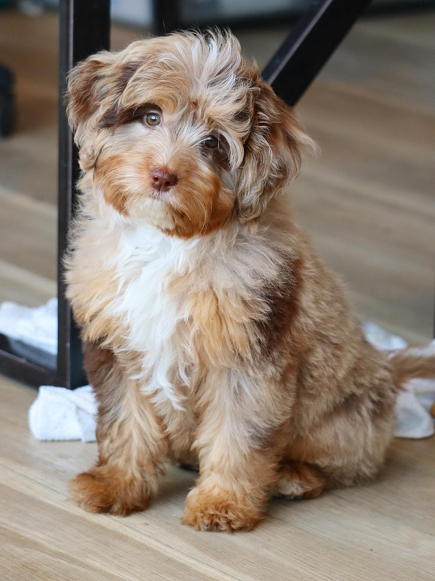 Sweet sienna gets to stay in Eugene Oregon! #LKBernedoodles