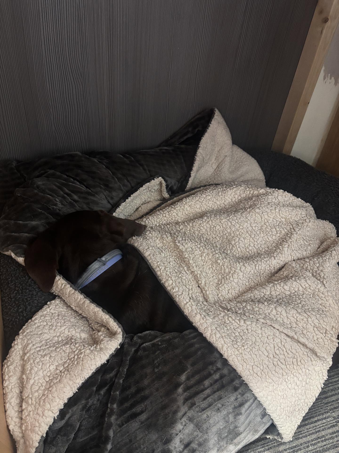 Dido feels the cold in her old age so I’ve got to make sure she’s kept nice and snuggly when she’s in the shop 😂🥹
#gspofinstagram #germanshorthairpointer #pointer #feelsthecold #didothepointer