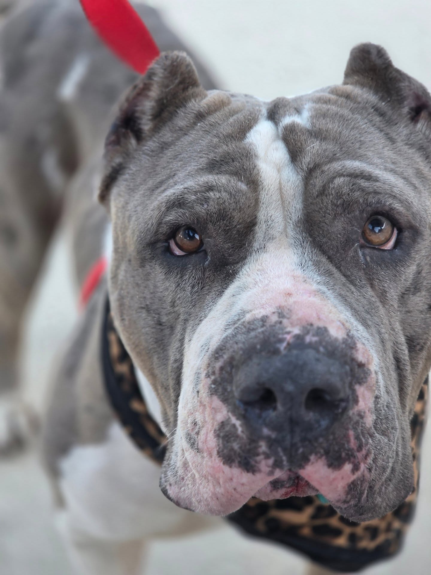 Big day for @jaxacps . We finally got to work with the @jaguars and it felt right for Duval. As the city shelter this one means a lot. Saw LA Animal Services get their dogs on the field during MNF last month and I want that for Jacksonville. Today was a start. We’re ready for the next step. DUUUVAAAL.