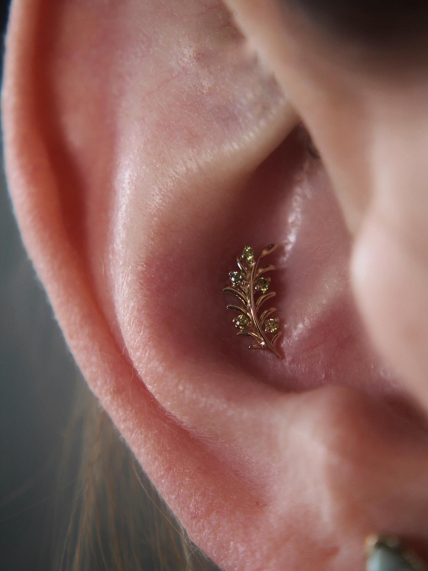Conch with a gorgeous 14k Olive Branch ✨👌
Link in our bio 👆 to book an appointment with Rara
#safepiercing #lifetimeguarantee💯 #studio100bg #piercingbowlinggreen #carolinecountyva