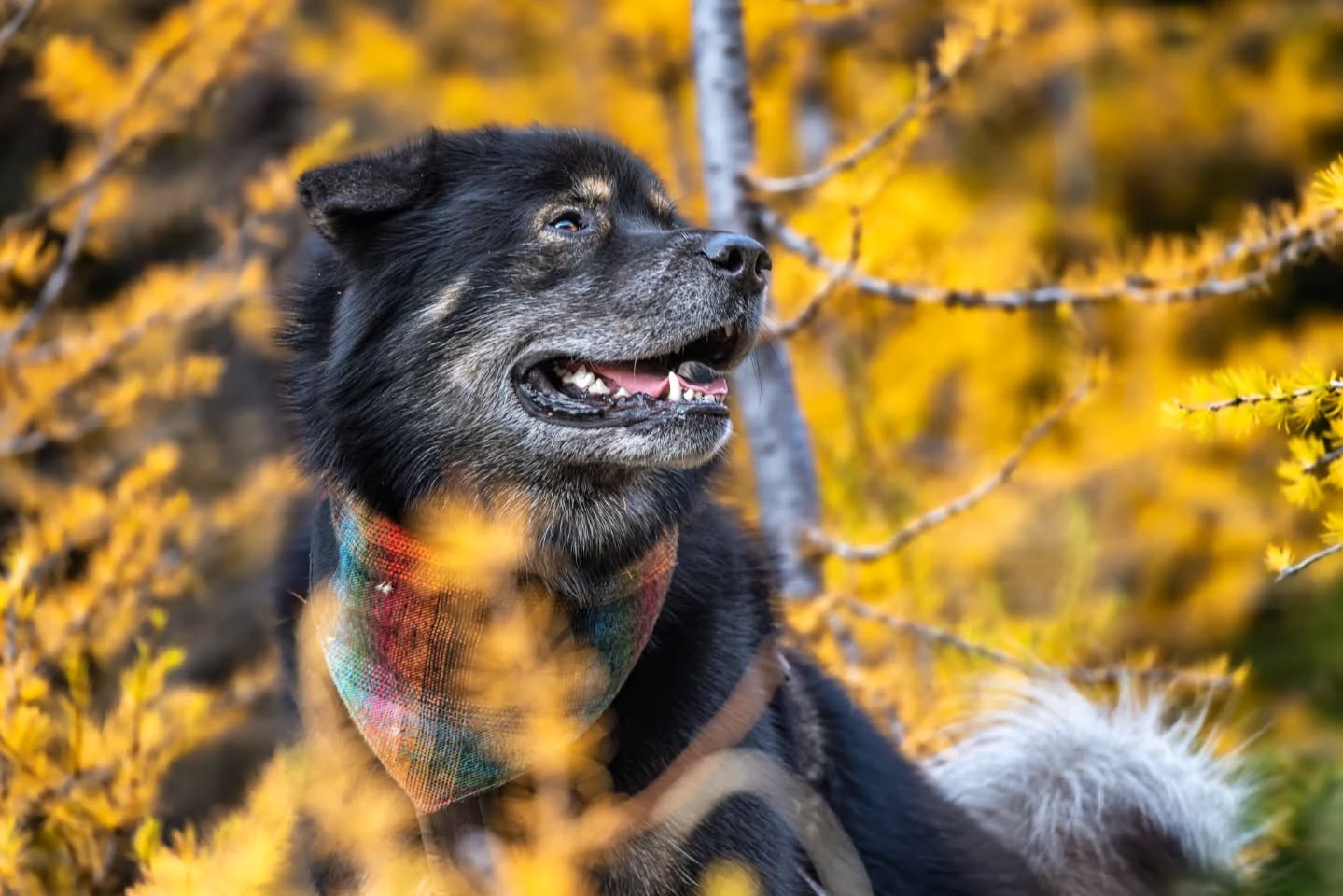 Such an innocent smile.... You'd never guess that not long before this photo I got in trouble for borking at a herd of bighorn sheep. Mom says that kind of thing is why she and Dad have to keep me on leash when we hike!
How do you react when you find wildlife on the trail ?