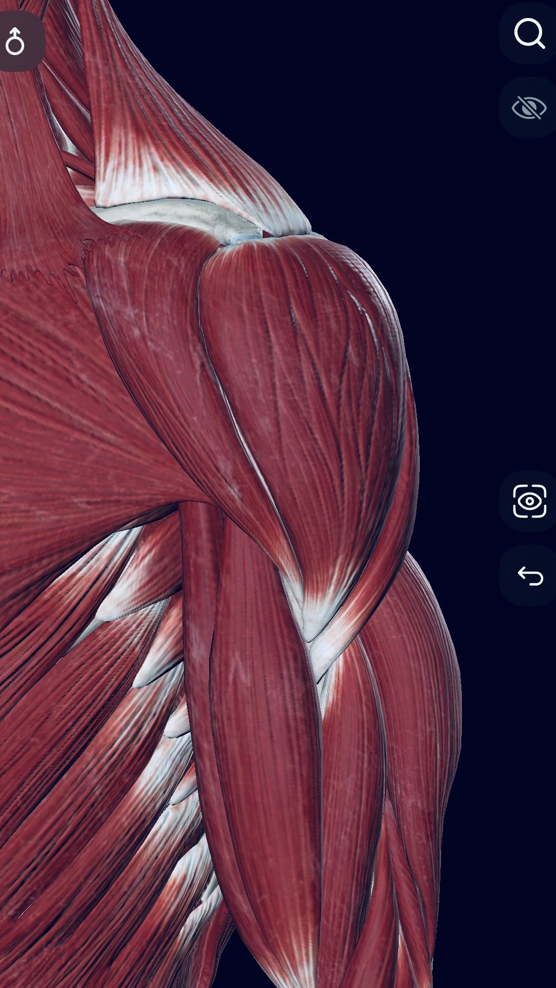 #Anatomía básica
💪 ¿Sabías que tus brazos están unidos al esqueleto solo por una pequeña clavícula?
Sí, ¡solo por eso!
Todo lo demás son músculos.
Por eso, si quieres fuerza, movilidad y libertad…
entrena y cuida tu masa muscular. 💥