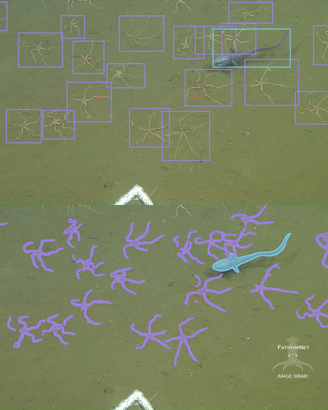 Annotated images from the FathomNet Database were used to train and evaluate the new Segment Anything Model 3 (SAM 3), adding complex underwater scenes to the broad training dataset and expanding the variety of environments the model can recognize. Two outputs from this process—the set of 280, 118 segmentation masks used for training and the set of 14,247 segmentation masks used for testing—are now available to download from the FathomNet Database.
The addition of Meta’s segmentation masks to the FathomNet Database represents a significant step forward in bridging the gap between AI research and ocean science. We look forward to continuing to expand the FathomNet Database to help scientists everywhere study, understand, and protect the ocean.
Link in bio to learn more!
#FathomNet #SegmentAnything
@mbari_news @meta