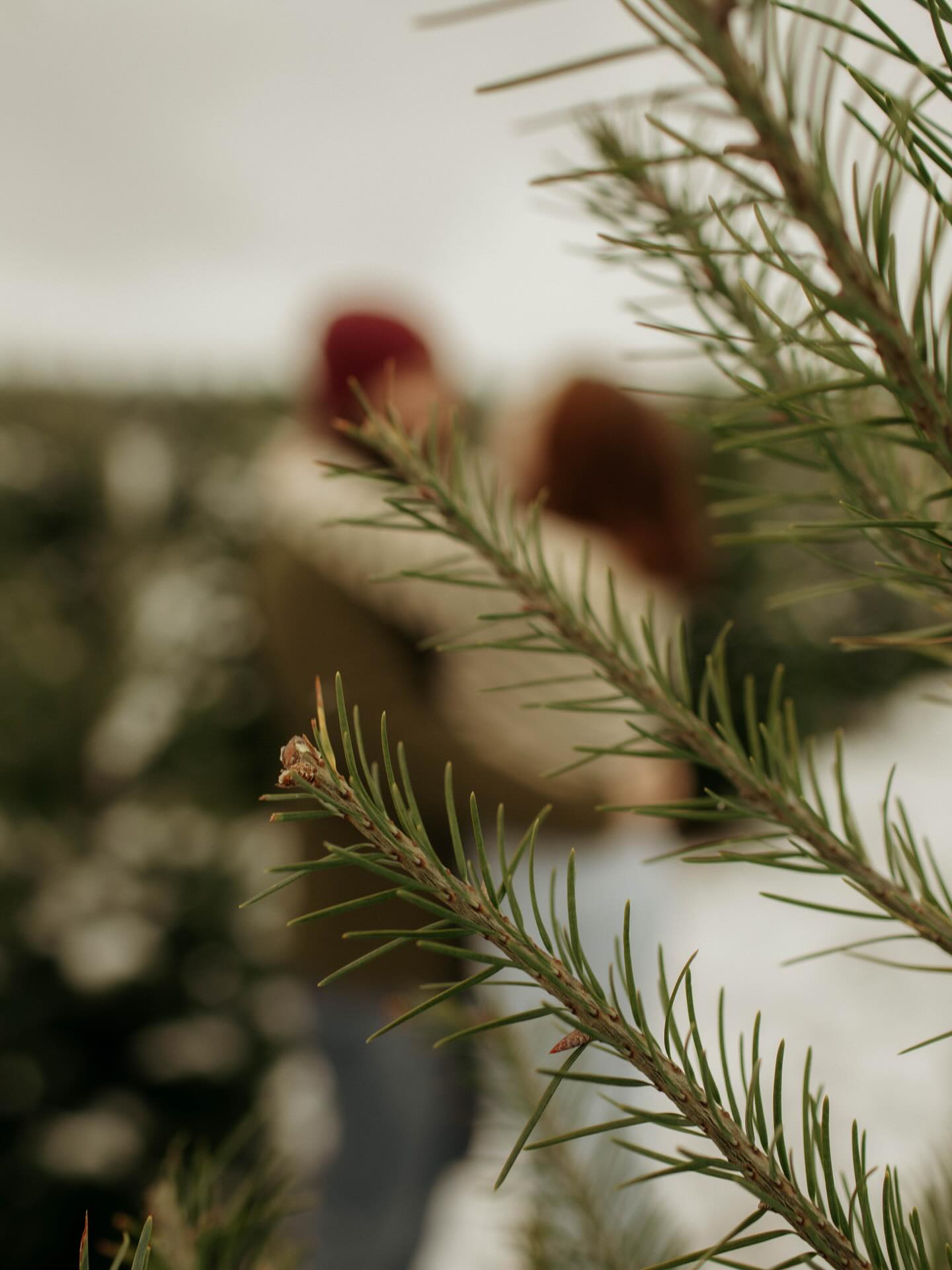 I’m already feeling all the holiday magic and I’m so excited for tomorrow’s Christmas tree minis. There’s just something about photographing couples and families in the tree fields that makes this one of my absolute favorite times of the entire year. The cozy layers, the greens, the laughter, the whole vibe… it gets me every time.
I still have a few openings left on December 6th if you’re hoping to get in on the holiday spirit and capture some magical photos this season.
Can’t wait to see everyone tomorrow and create something beautiful together.