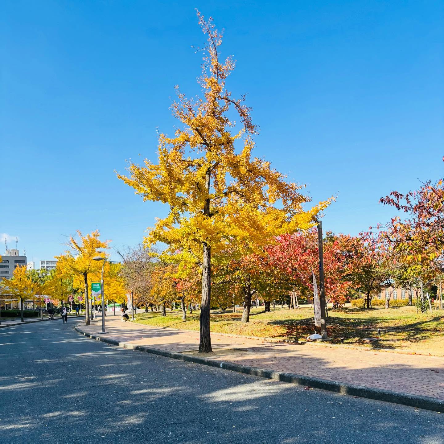 çŽ æŽãããã倩æ°ãã²ãããããŠããã©ãçšããå·ããã®é¢šã¯ãæ°æã¡ãã·ã£ãããšåŒãç· ããŠãããŸããã
仿¥ã¯åæïŒæ®åœ±ã§é·å±
å
¬åãžãèŠäºãªçŽ
èã§ãé空ãšçŽ
èã®ã³ã³ãã©ã¹ãã綺éºã§ããã
ããŠä»å¹Žãããšäžæãšå°ãïŒã©ã¹ãã¹ããŒãããïŒ
#é·å±
å
¬å #çŽ
èã¹ããã