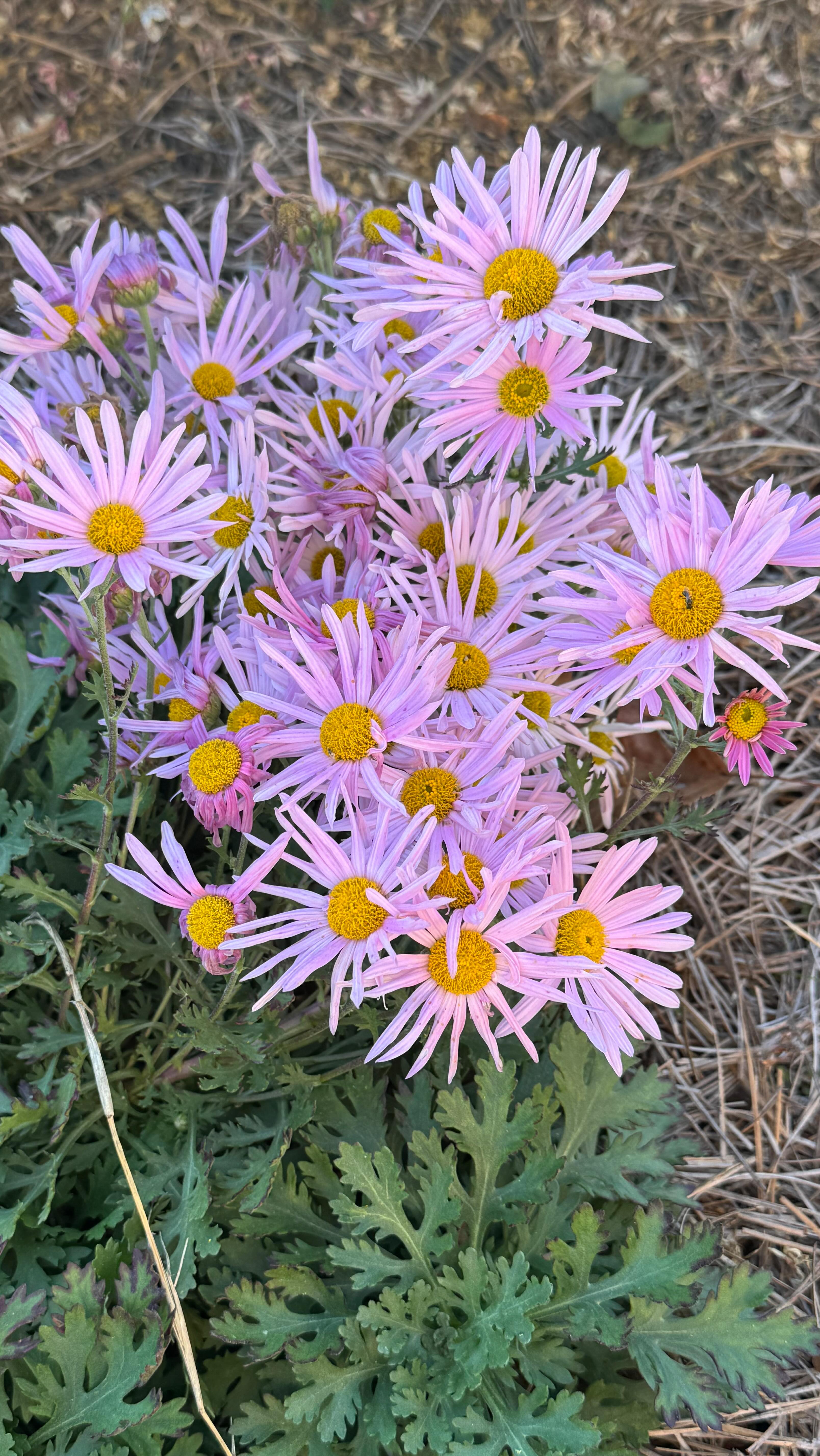 When anxiety starts whispering worst-case scenarios, sometimes the best thing you can do is step outside and let something simple remind you to breathe.
.
The way the wind moves through these mums?
That’s your cue to loosen your shoulders… unclench your jaw… and let your body catch up to the moment you’re actually in.
.
A little pause goes a long way. 🌬️
.
If you needed this tiny moment of calm today, follow along — I share plenty more. And tell me in the comments: what helps you reset when anxiety hits?
.
#Willowbrookfarm #farmfashionfamily #wherefashionmeetslife #womeninbusiness #whatmomswant #womenentrepreneur #farmlife #farm #hobbyfarm #hobbyfarmlife #farmchores #farmchoreswithkids #flowers #flower #flowerstagram#flowersofinstagram #flowerslovers #selflove #selfcare #mentalhealth