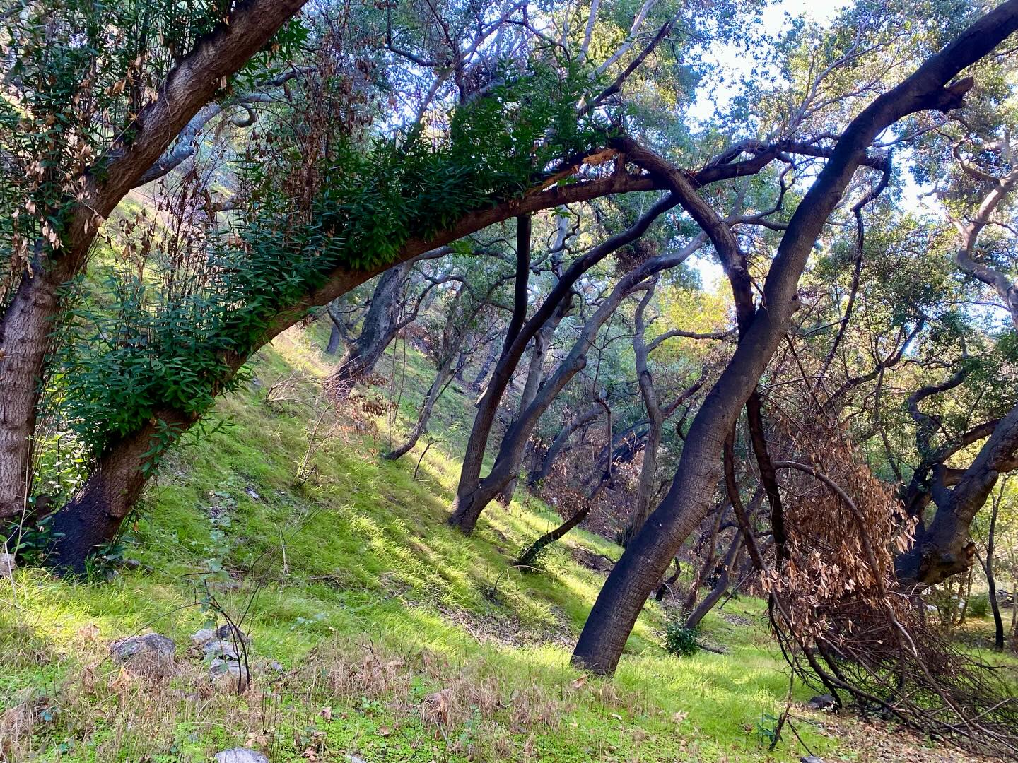On this day of remembrance and community, sharing here a surviving Bay Laurel Tree in the Chaney Trail Corridor. The trees are not alone and get nourishment and support from other trees and the mycorrhizal network. This Bay Laurel burned in the Eaton Fire, but is persisting and growing. Trees share sugars and resources and healthier trees support badly burned trees. Sending out this message of nature in action to you today with love.