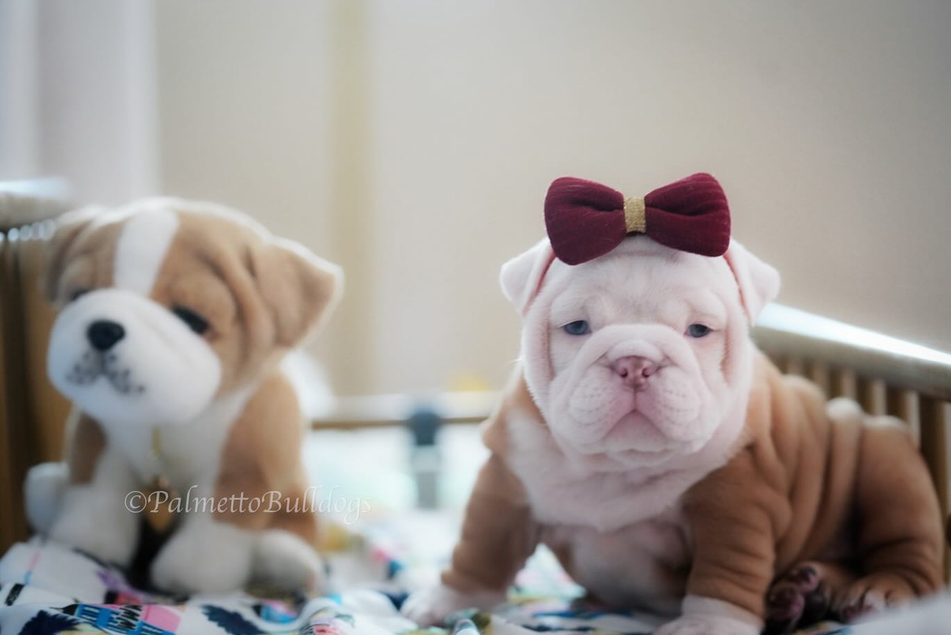 Meet the Bulldog Version of Miss “Emma Stone”. #palmettobulldogs #englishbulldogpuppy #bulldog #cute #puppy #emmastone