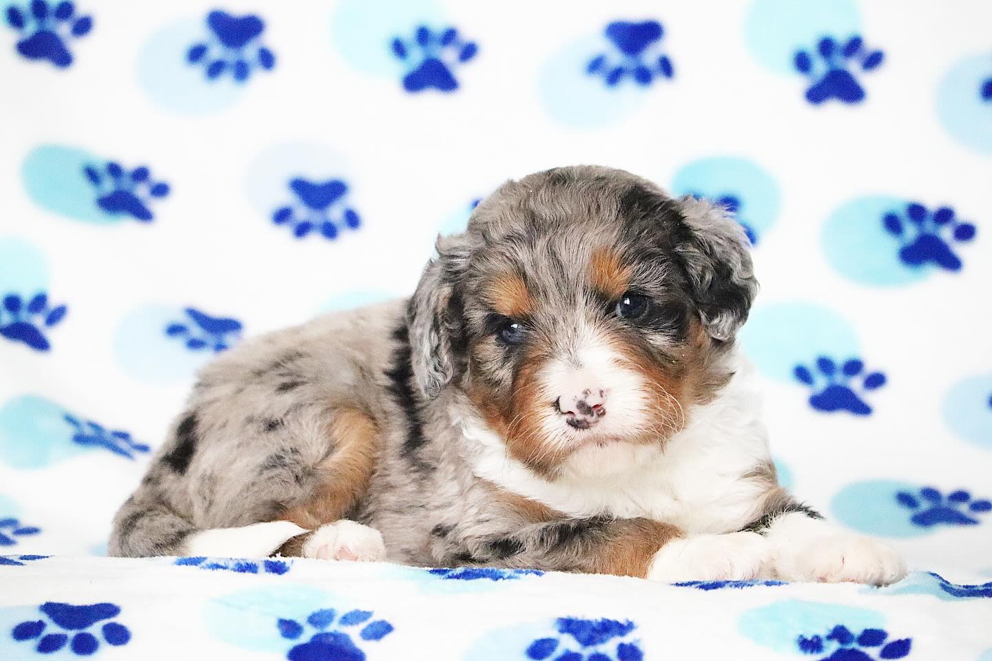 Sweet dove x Gus babies (Australian mountain doodles) #lkaustralianmountaindoodles