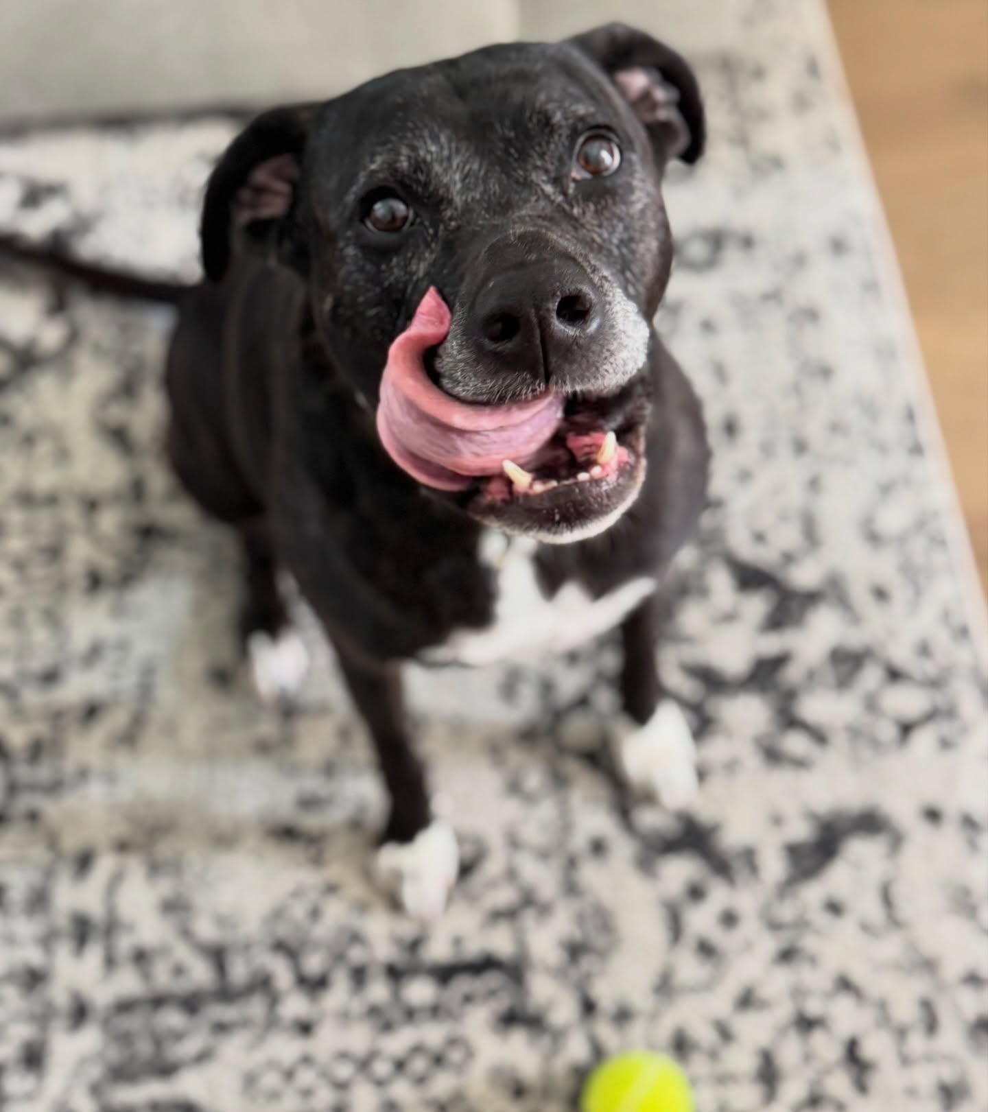 C I T R A š¾
š¾Boerne Pet Sitting
šBoerne - Fair Oaks Ranch - Dominion - Leon Springs
š±Message or call link in bio for booking into 2026!
#dogsitter #dogs #petsitting #boerne #fairoaksranch #dogboarding