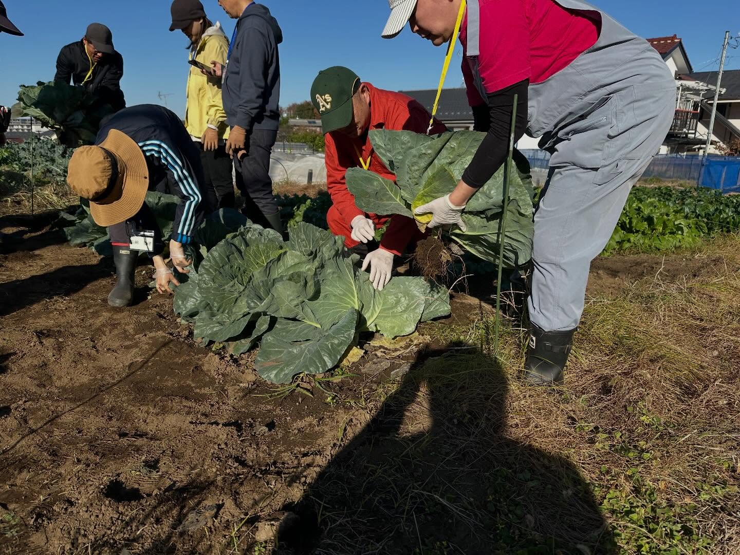 🍂板橋区成増農業体験学校 短期講習 秋冬コース
📅 2025/11/22(土) ⏰ 13:00〜14:30
今日は秋冬野菜の観察と収穫を行いました🌱
👀 ハクサイ・キャベツ・ダイコンの成長観察
畑でしっかり育っている様子をじっくり確認。
参加者の皆さんも「だいぶ大きくなってきたね」と成長を楽しんでいました😊
🥔 ジャガイモの土寄せ
株元にやさしく土を寄せて、これからの生育をサポート。
手際よく作業が進みました✨
🥬 キャベツの収穫
丸く締まったキャベツを収穫!
ずっしりとした重みを感じながら、達成感のある作業になりました。
🥗 カブ・コマツナの収穫
みずみずしいカブと、鮮やかなコマツナも収穫。
秋冬らしい野菜がそろい、畑の恵みを実感できる時間となりました🌿
#農業 #成増農業体験学校 #都市農業 #都市農地 #まちの畑さん #まち畑 #畑 #東京 #板橋 #板橋区 #成増 #urbanagriculture #agriculture #farm #narimasu #itabashi #nogyo #tokyo #2025 #収穫 #収穫体験