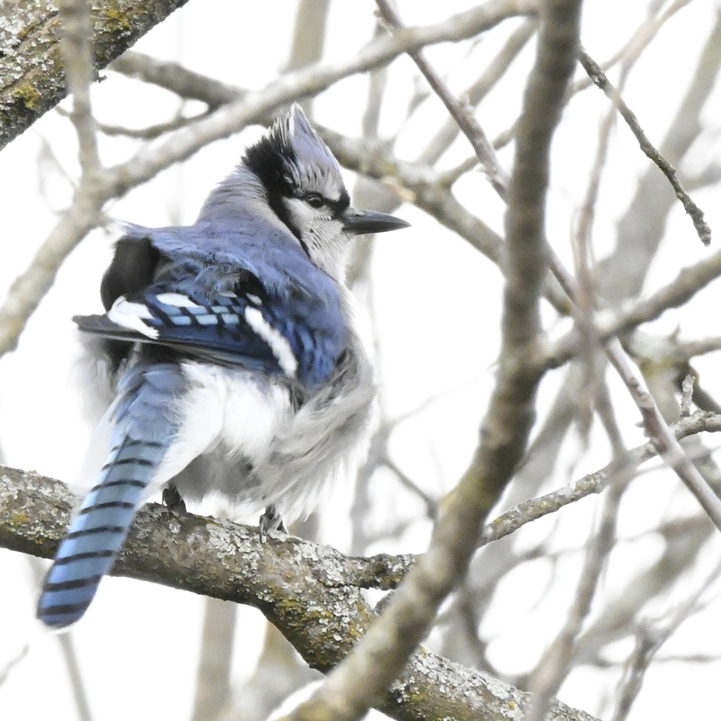 #birdphotographý