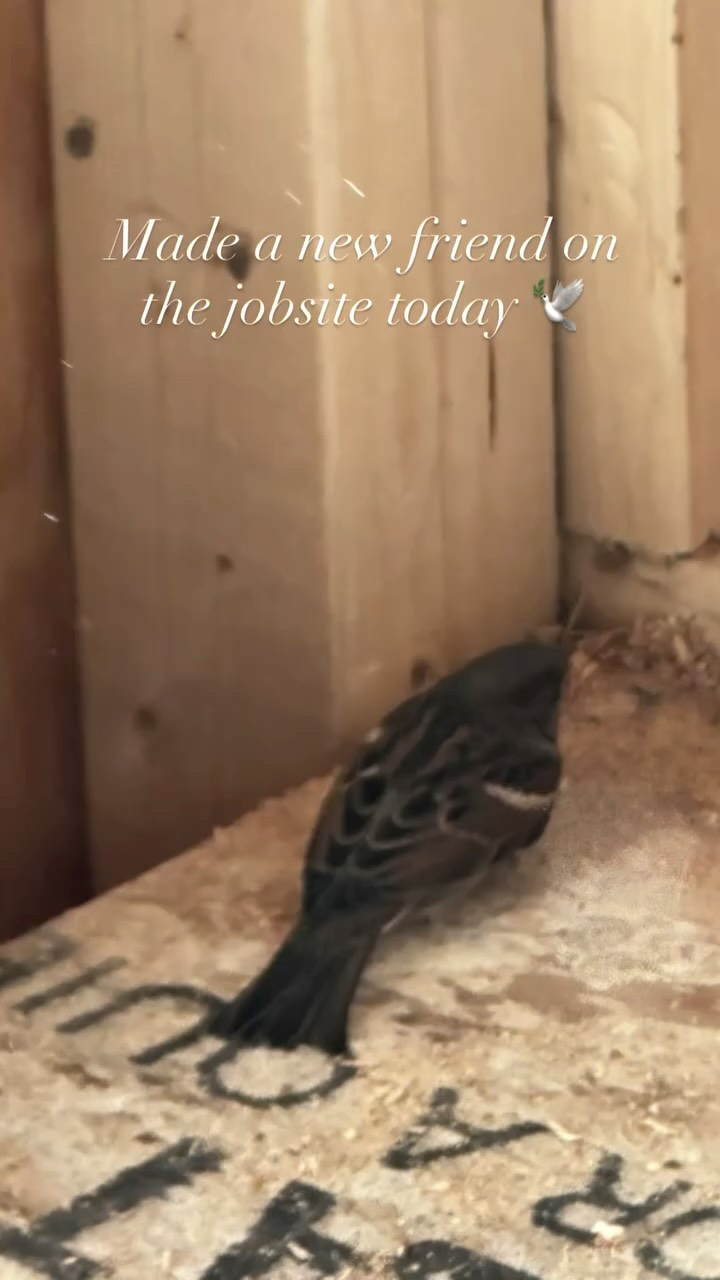 Had a Snow White moment today 🕊️ at the #SwanViewProject
#riinteriordesigner
#birdsofri
#enchanted