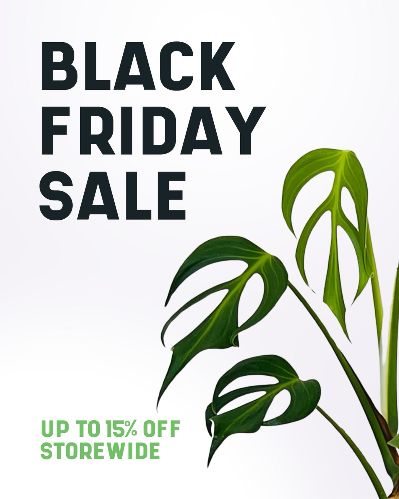 An unbeLEAFable 15% off indoor plants & 10% off Citrus Fruit Salad Trees ! Low stock on a bunch of options here so don’t miss out. Offer ends November 30th.