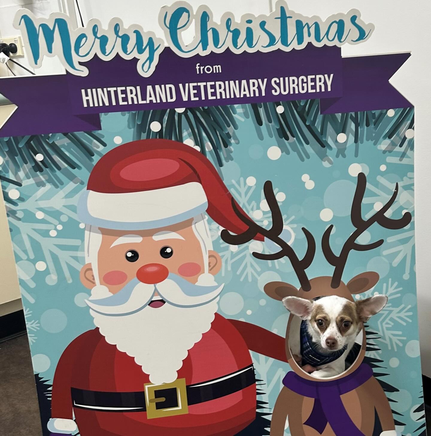 Our first Christmas photo for the season. Jasper makes a great elf, don’t you think? If you would like your pet to have their photo taken, feel free to drop in.
#xmas #photo #santa