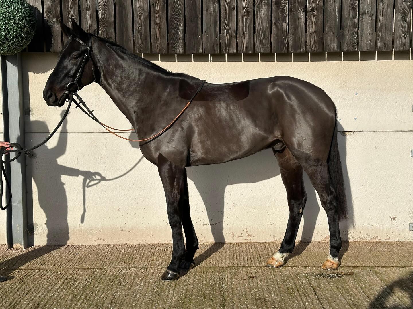 Beautiful 3 year olds brought this year at the Derby Sale, Horses For Sale to stay in the yard 🌟
Affinisea X Endless Promise 2022 Bay Gelding
Walk In The Park X Botixins 2022 Bay Gelding
No Risk At All X Queensland 2022 Chestnut Gelding
More information can be found through our website
https://www.joetizzardracing.co.uk/horses-for-sale