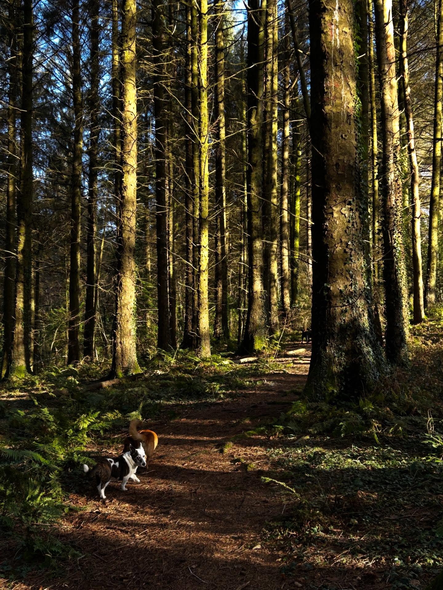 Walking in nature with the pooches- such a lovely way to reduce stress and improve mental wellbeing! đŸđ¶đČ