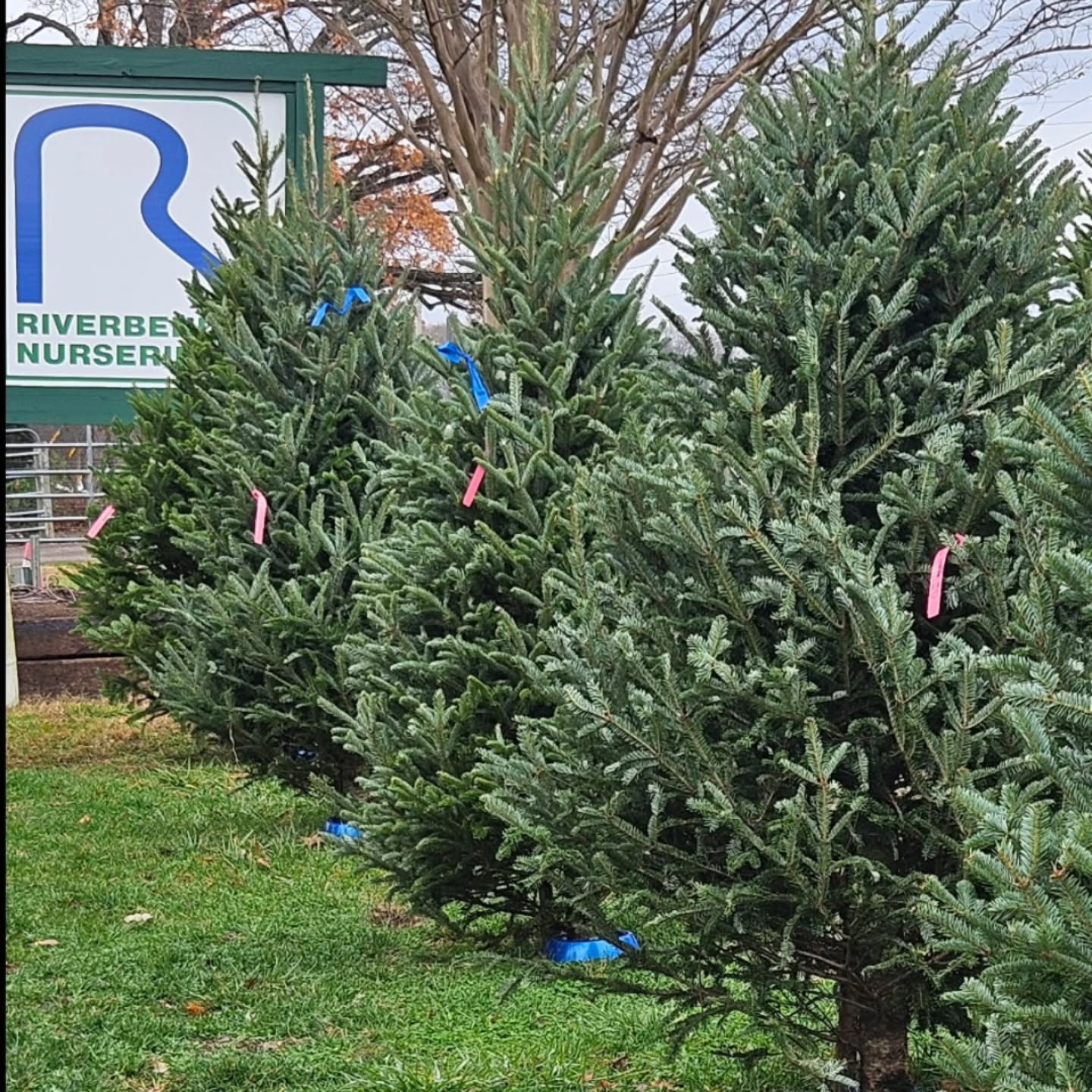 🎄✨️ Come make special memories with your family today, picking out your family Christmas tree!
🎄3-4' tabletop Fraser fir with stand $55
🎄7-8' $110
🎄8-9' $145
Fresh cut, baling, and tying to the top of your car are all included.
Swipe to see our Black Friday & Small Business Saturday sales! We are open until 4:30 today & would love to see you! ✨️🎄