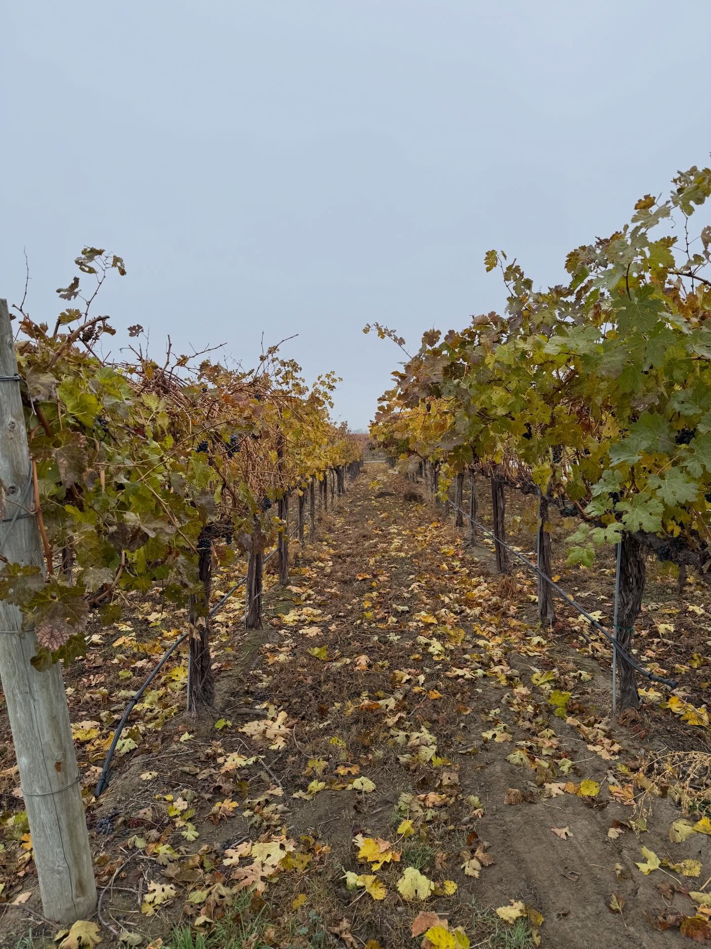 There’s something magical about winter on Red Mountain. The fog settles low, the vineyard goes quiet, and it’s the perfect setting to slow down, connect, and sip something unforgettable.
Stop in and enjoy our popular Carménère (yes… the spicy one) or any of our unforgettable reds and let’s connect on these foggy days. Winter is when Red Mountain feels intimate, unhurried, and extra cozy inside the tasting rooms.
Claim your cozy corner in our tasting room and enjoy. We are open 12pm to 5pm daily.