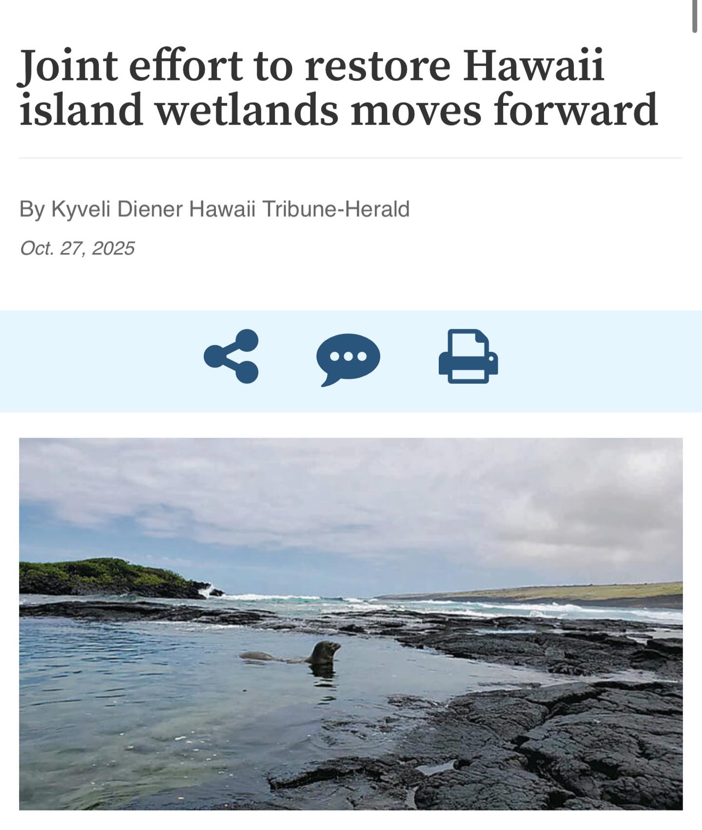 A draft environmental assessment filed with the state Office of Planning and Sustainable Development in September advances Kau wetland restoration that has been almost 20 years in the making.
The Honu‘apo Estuary Wetland Restoration Project is an effort by the Department of Land and Natural Resources to restore about eight acres of estuary and wetland habitat along the island’s southeast coast in the Honu‘apo ahupa‘a near Whittington Beach Park.
By replacing invasive vegetation with native plants, deepening water areas, and installing a predator-proof fence and pedestrian walkways, representatives from DLNR’s Department of Forestry and Wildlife and other conservation groups seek to help the estuary’s ecosystem while preserving the area’s cultural history.