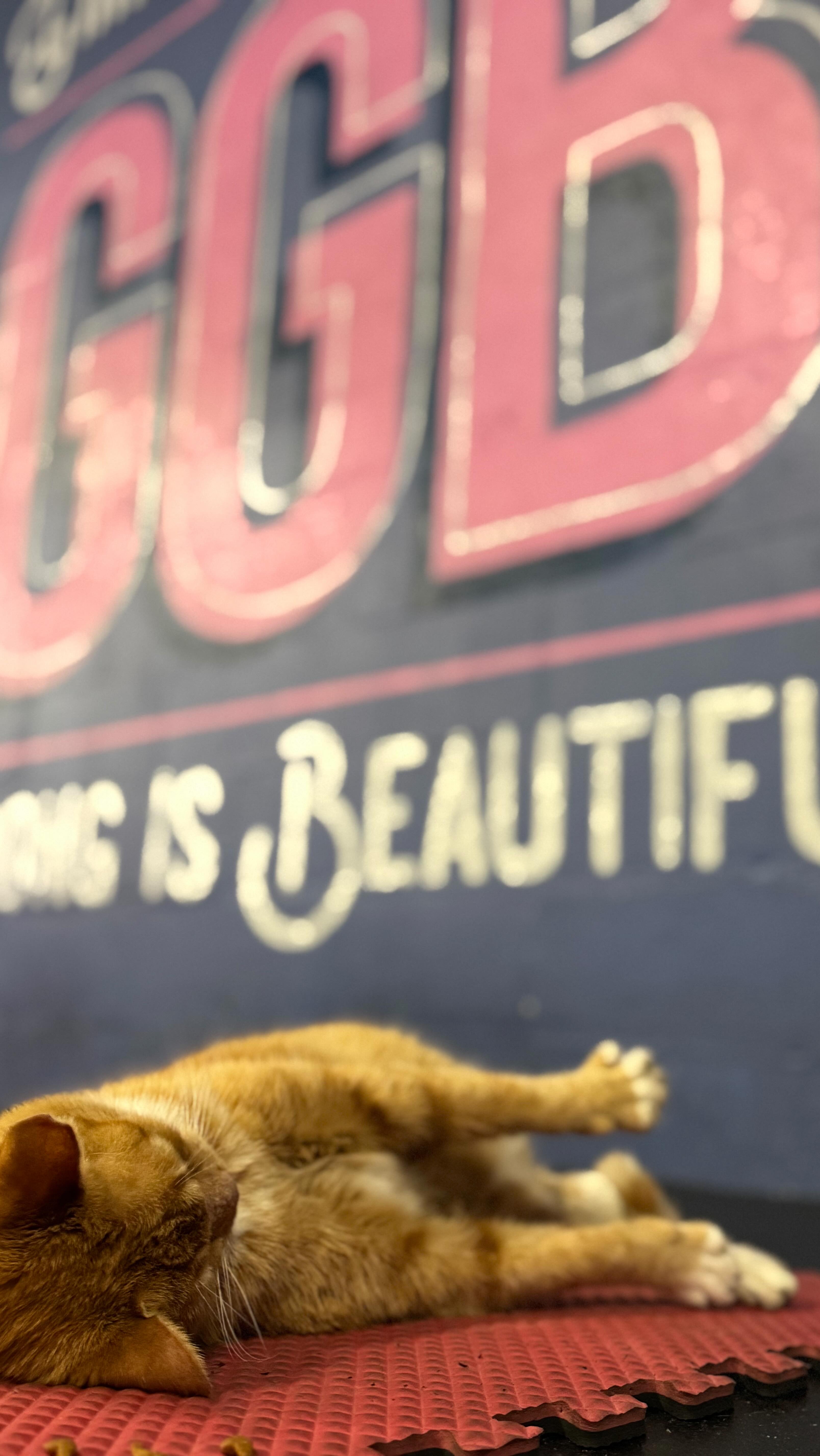 We offer a 2 week free trial. Come see if we are a good fit!
#thegirlsgonebuff #chalmette #nola #fitness #buffisbeautiful #workout #bootcamp #womensupportingwomen #girlsgonebuff