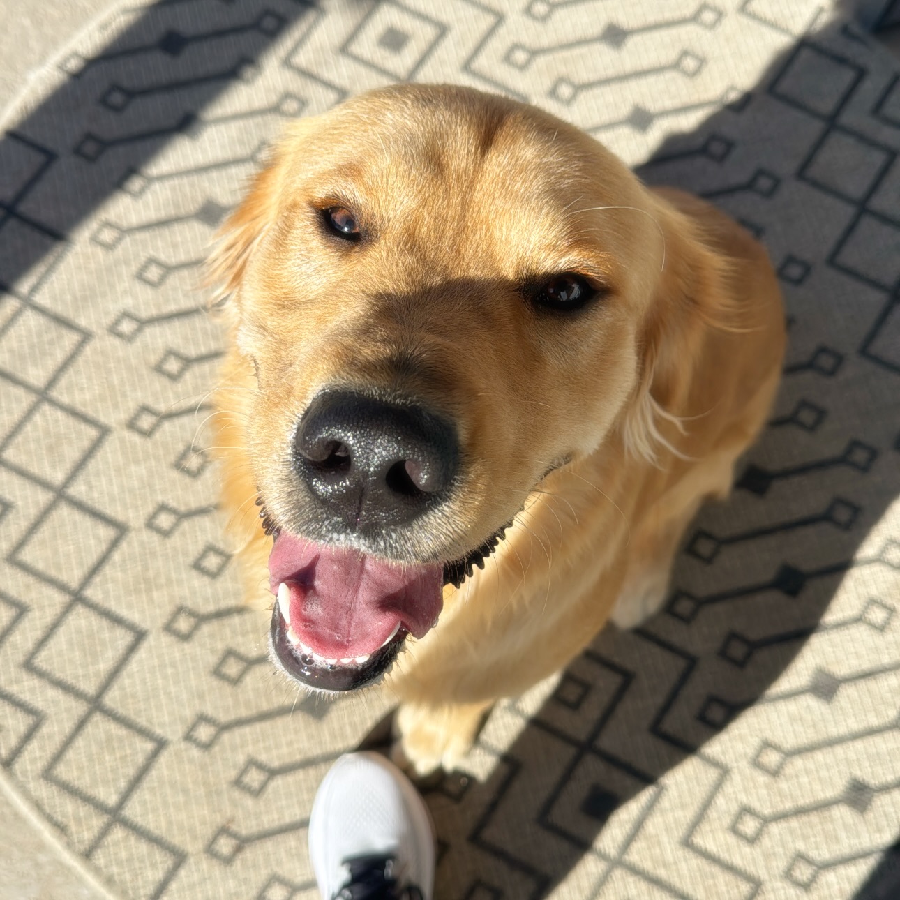 Teddy āRooseveltā š§ø
š¾ Boerne Pet Sitting
š Boerne - Fair Oaks Ranch - Dominion - Leon Springs
šļø Now booking into 2026
š Call 830.838.3135 or send a message to book.
#petsitting #boerne #dogboarding #fairoaksranch #dogsmile