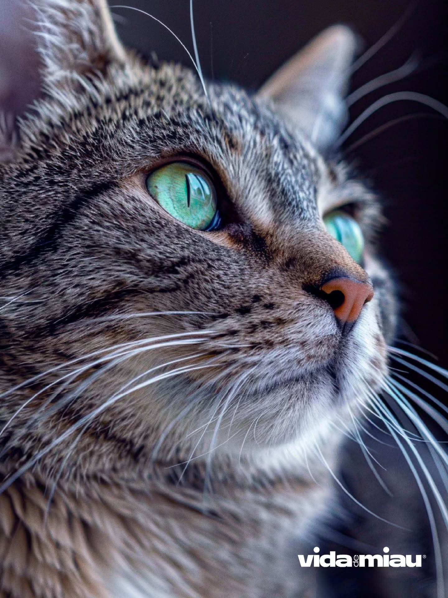 🐾✨ A essência do cuidado felino.
Na Vida de Miau, acreditamos que cada olhar felino carrega uma história de afeto, bem-estar e conexão. Esta imagem representa o compromisso da nossa marca em oferecer experiências, produtos e conteúdos que valorizam o amor entre tutores e seus gatos.
Com atenção aos detalhes e respeito à natureza dos felinos, seguimos construindo um universo onde cada miausinho vive com mais saúde, conforto e carinho.
Vida de Miau — porque amor também se cuida. 💜
.
#VidaDeMiau #AmorQueSeCuida #BemEstarFelino #BrandingFelino #CatCare #MarcaComPropósito #vidademiau #catlover❤️ #CatLover #catlovers #catlovers❤️ #gateiro #gatosdoinsta #gato #gatos
