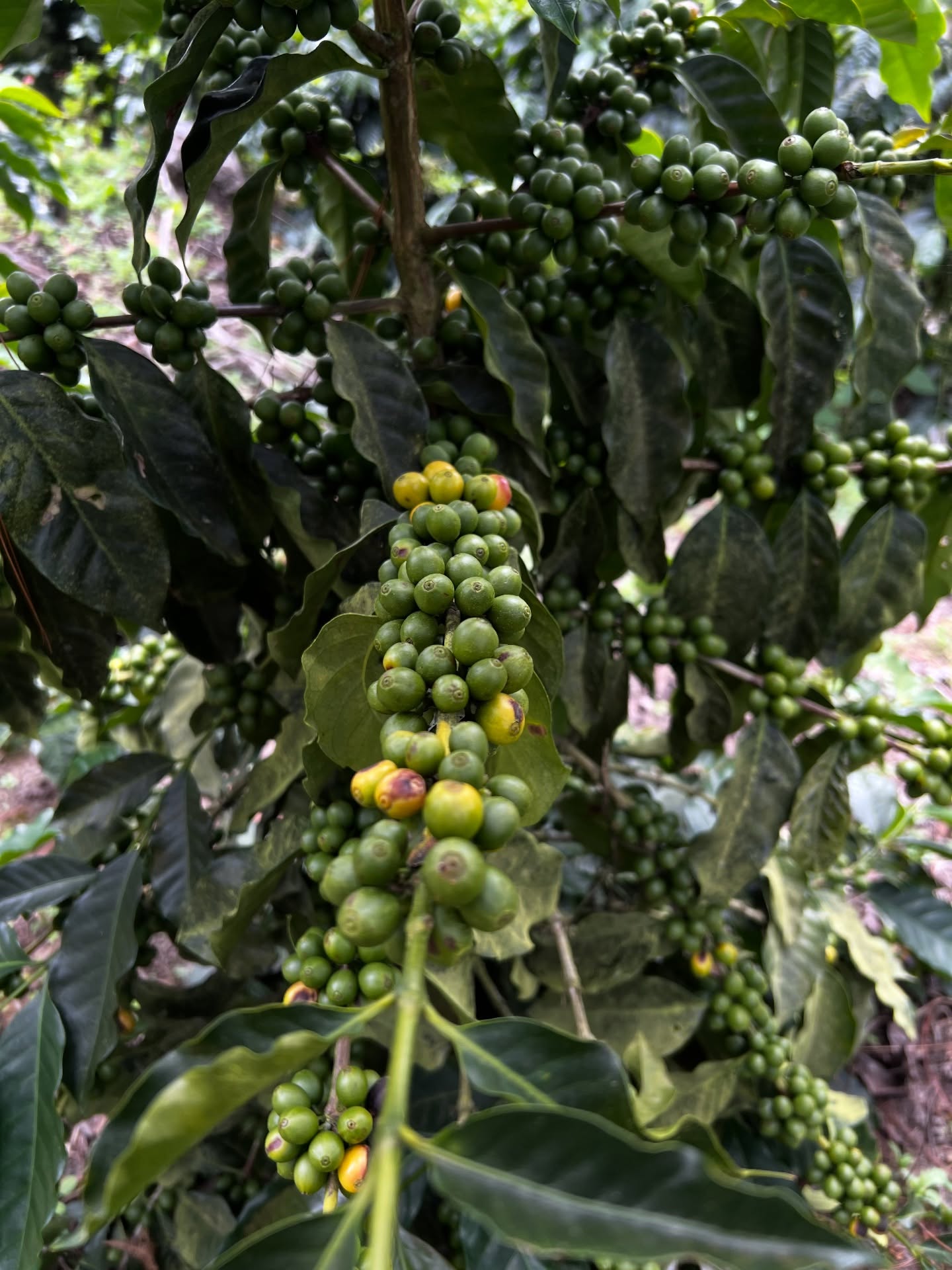 2026 harvest in motion.
El Gigante growing strong.
#ElGiganteEstate #guatemalancoffee #SpecialtyCoffee