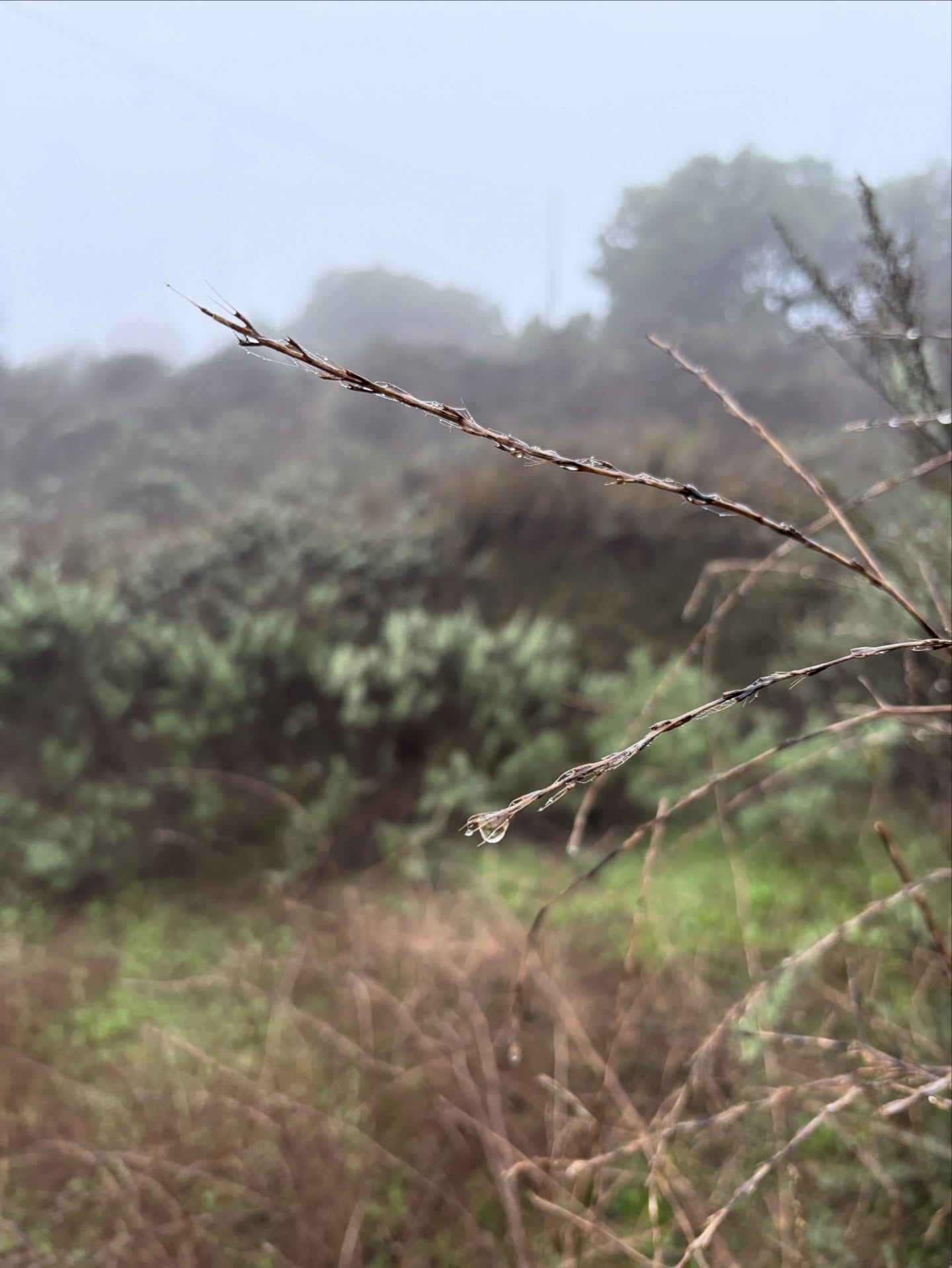 The fog forces us to slow down, exercise caution, and pay attention to what is right in front of us. It’s not always practical to live this way, nor is it advised. But sometimes our overwhelm guides us to take things slowly and to be methodical, to create intention for every step. It causes us to hone our senses as a form of guidance and to question some of the things maybe we have taken for granted. it asks us to refine our values and to realign with them.
Do you find yourself frustrated with the fog? Angry that you are not being as productive as you would like? Curiosity is needed. This pressure is more likely to guide you down a treacherous path without the necessary precaution. It is better to be on the right path, moving slowly, than to make quick progress down the wrong path.