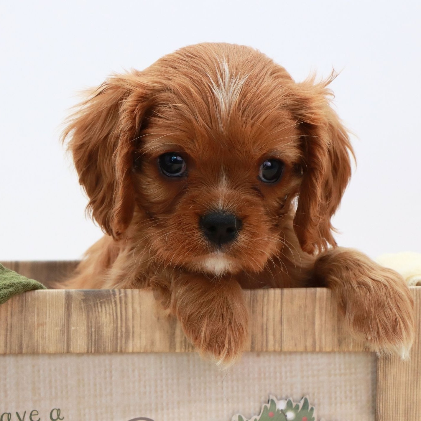 Meet Lincoln! Our Sweet Ruby Cavalier Boy! #cavalierkingcharlesspaniel