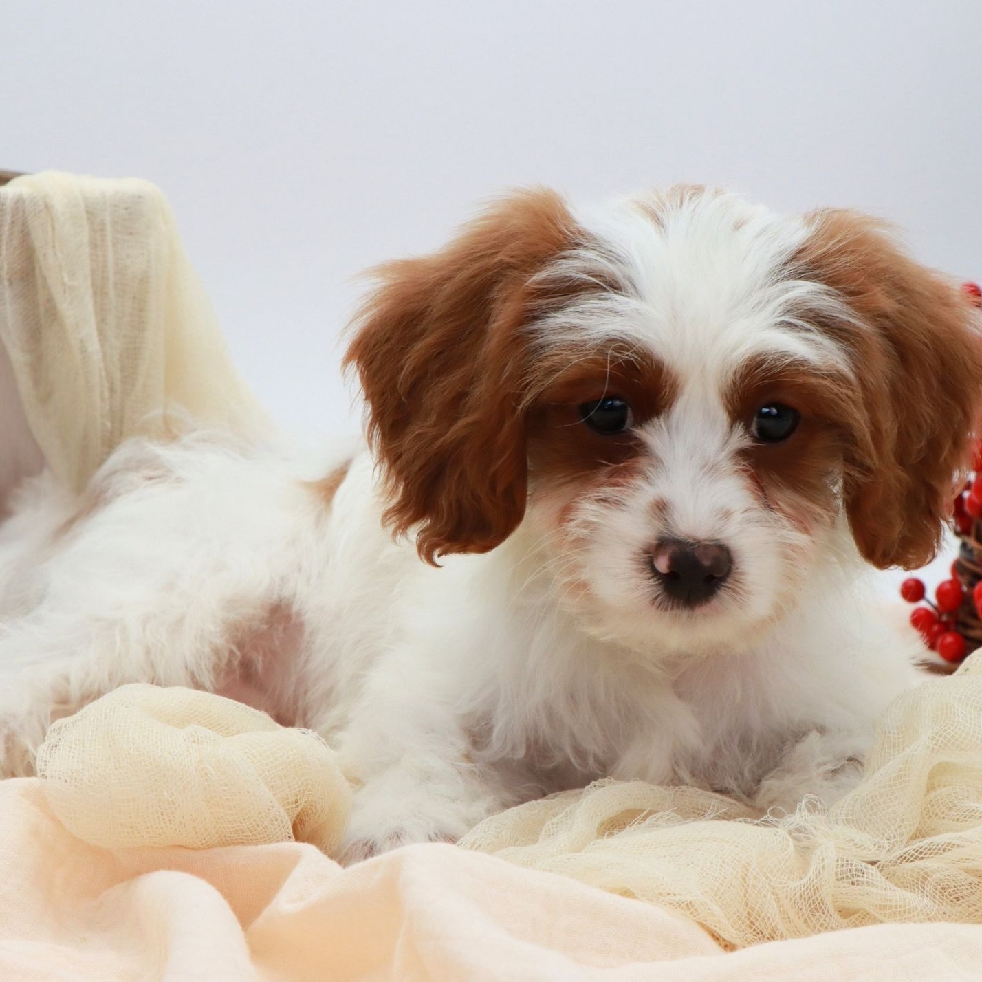 Meet Finn! Our Sweet + Vibrant Blenheim Cavapoo 🧡 He is Such a Cutie! #cavapoo