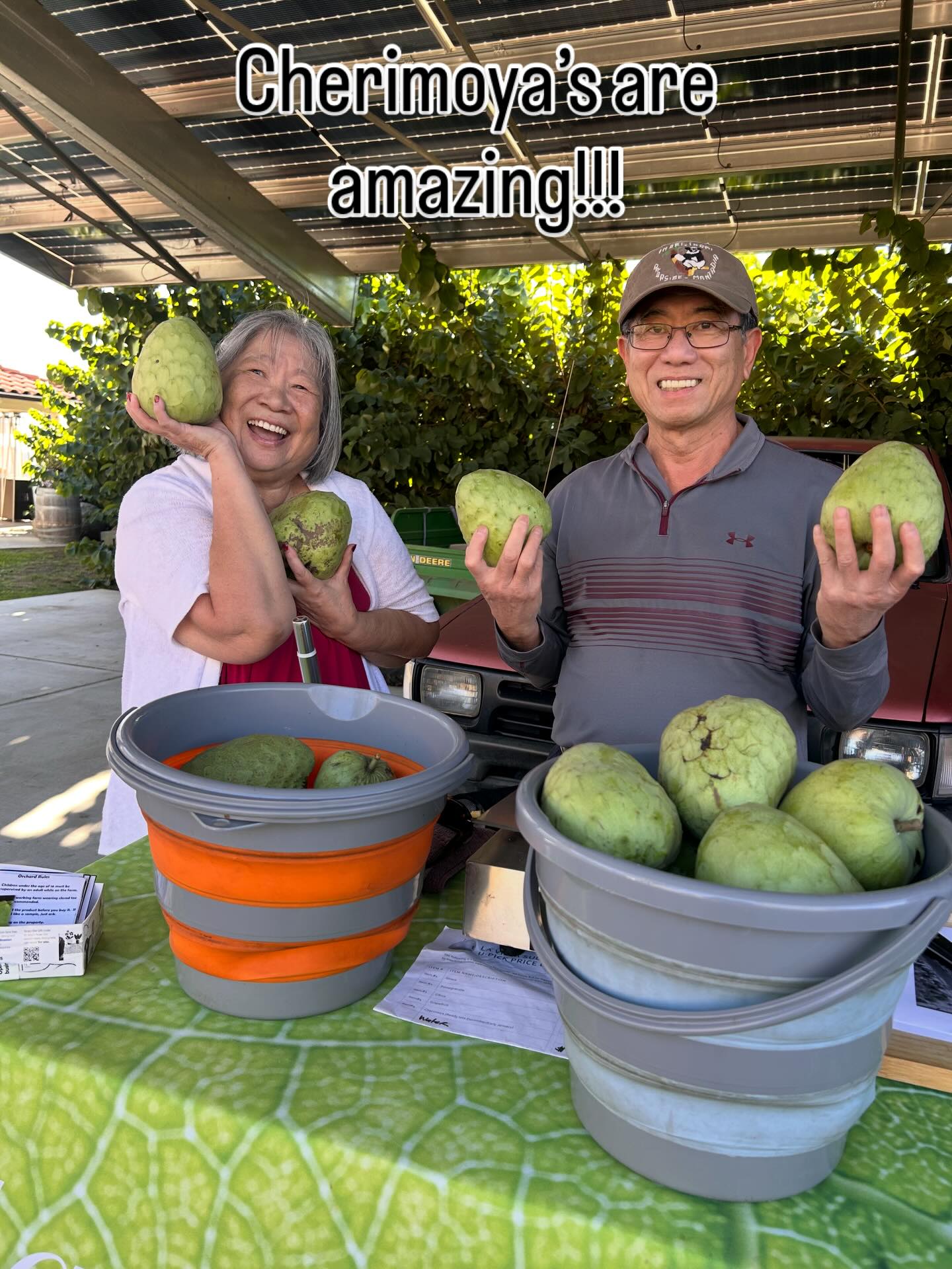 🌿 Cherimoya Season in Full Swing at U-Pick! 🌿
Today’s haul was pure magic—fresh, fragrant cherimoyas straight from the source! These beauties, sometimes called “custard apples,” are creamy, tropical, and absolutely irresistible. We met some wonderful folks at the stand who were all smiles, proudly showing off the day’s pickings. Buckets brimming with green goodness, a table full of notes and stories, and that unmistakable joy of harvest—it’s what U-Pick days are all about.
Whether you’re a longtime fan or cherimoya-curious, now’s the time to taste nature’s dessert. Sweet, smooth, and sunshine-grown—this fruit deserves a spot on your fall flavor list.