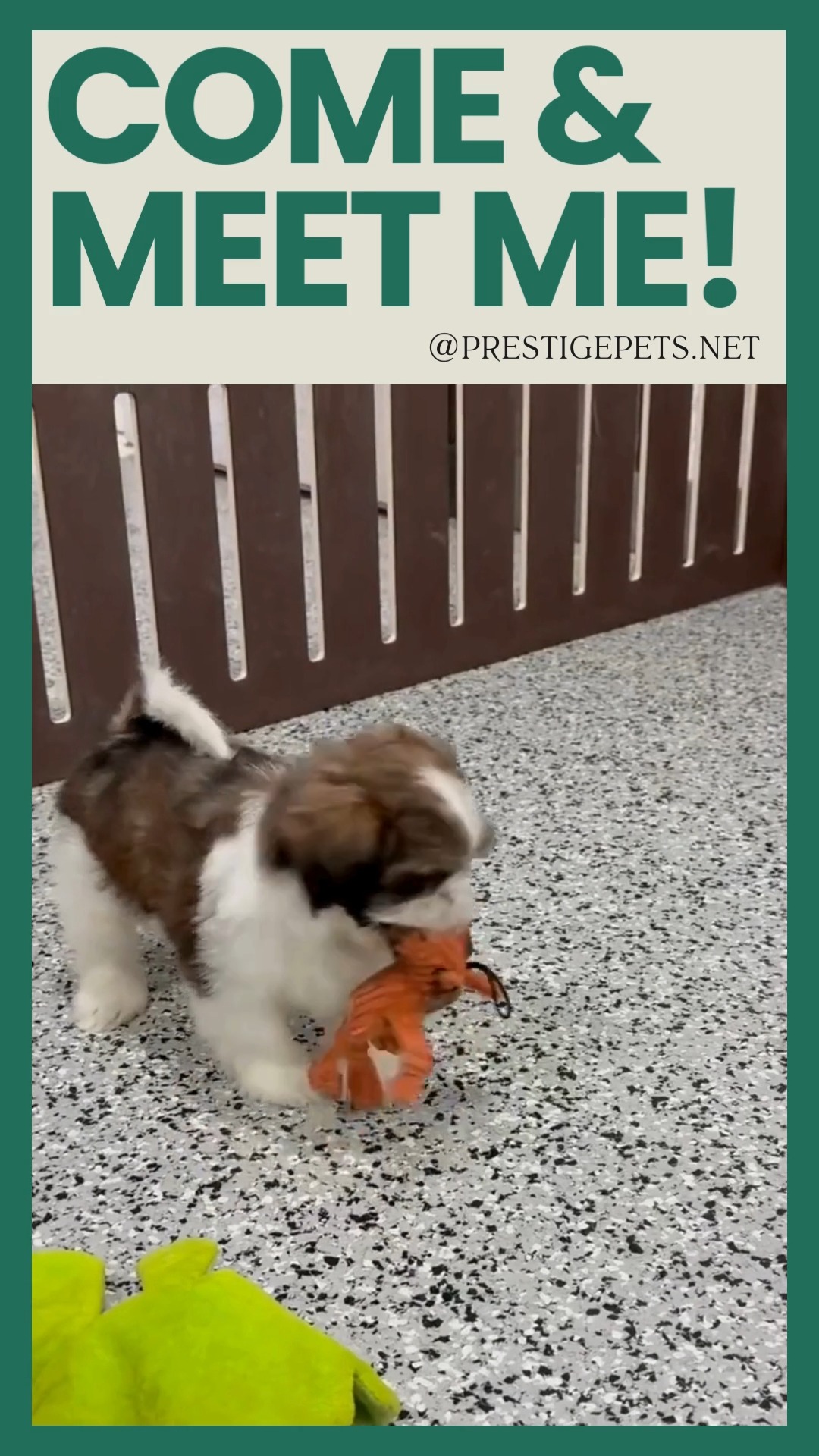 Say Hello to Earl, Our Sweet Shih Tzu Boy!
Little Earl is ready to melt hearts with his gentle personality and adorable teddy bear face. He loves cuddles, slow wags, and being close to his people.
If you’ve been dreaming of a small companion who brings calm, joy, and so much love into your home, Earl might be the perfect match.
He’s family raised, well socialized, and comes with the exceptional care and standards Prestige Pets is known for.
📞 Call (no text): 260-593-1642
🌐 Learn more: www.prestigepets.net
Bring home the sweetest little friend today! 🐾💛
