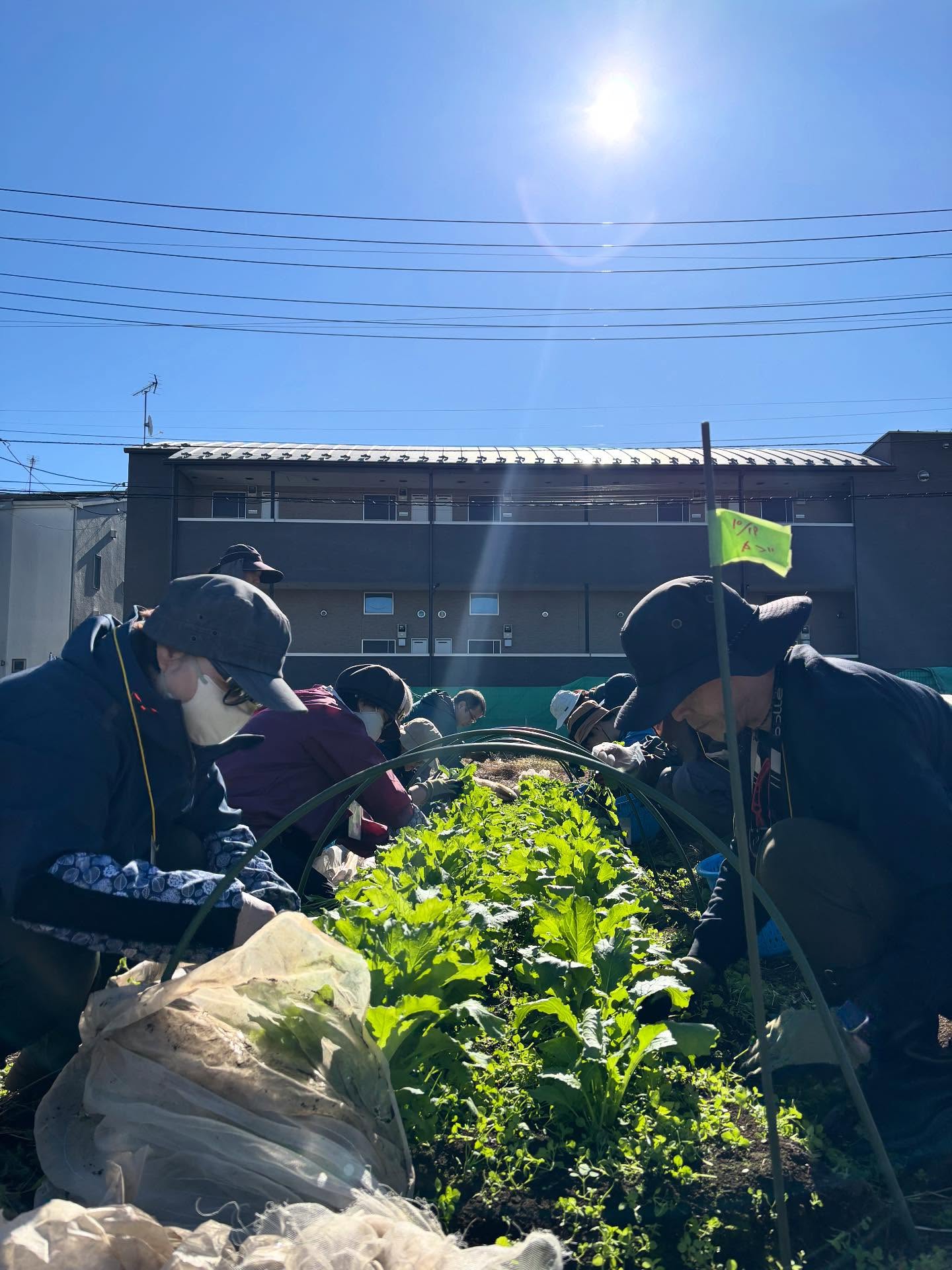 2025/11/22 【第22回】
本日は雲ひとつない、素晴らしい天気の中での講習会でした☀️
今回の講習会では・・・
○農薬に関する座学🧪
○カブ、チンゲンサイ🥬の間引き
○キャベツの収穫🧺
を行いました🧑🌾
農薬とひと口に言われがちですが、雑草に作用するのか、害虫に作用するのかなど効用が違うんだなぁと学べました✨
また、チンゲンサイの間引き菜を畝の中央に再定植しても枯れずに大きくなってくれるんですね😳
来週の講習会はお休み、次回は12/6(土)開催予定です🗓️
#農業 #成増農業体験学校 #都市農業 #都市農地 #まちの畑さん #まち畑 #畑 #東京 #板橋 #板橋区 #成増 #urbanagriculture #agriculture #farm #narimasu #itabashi #nogyo #tokyo #2025 #収穫 #収穫体験