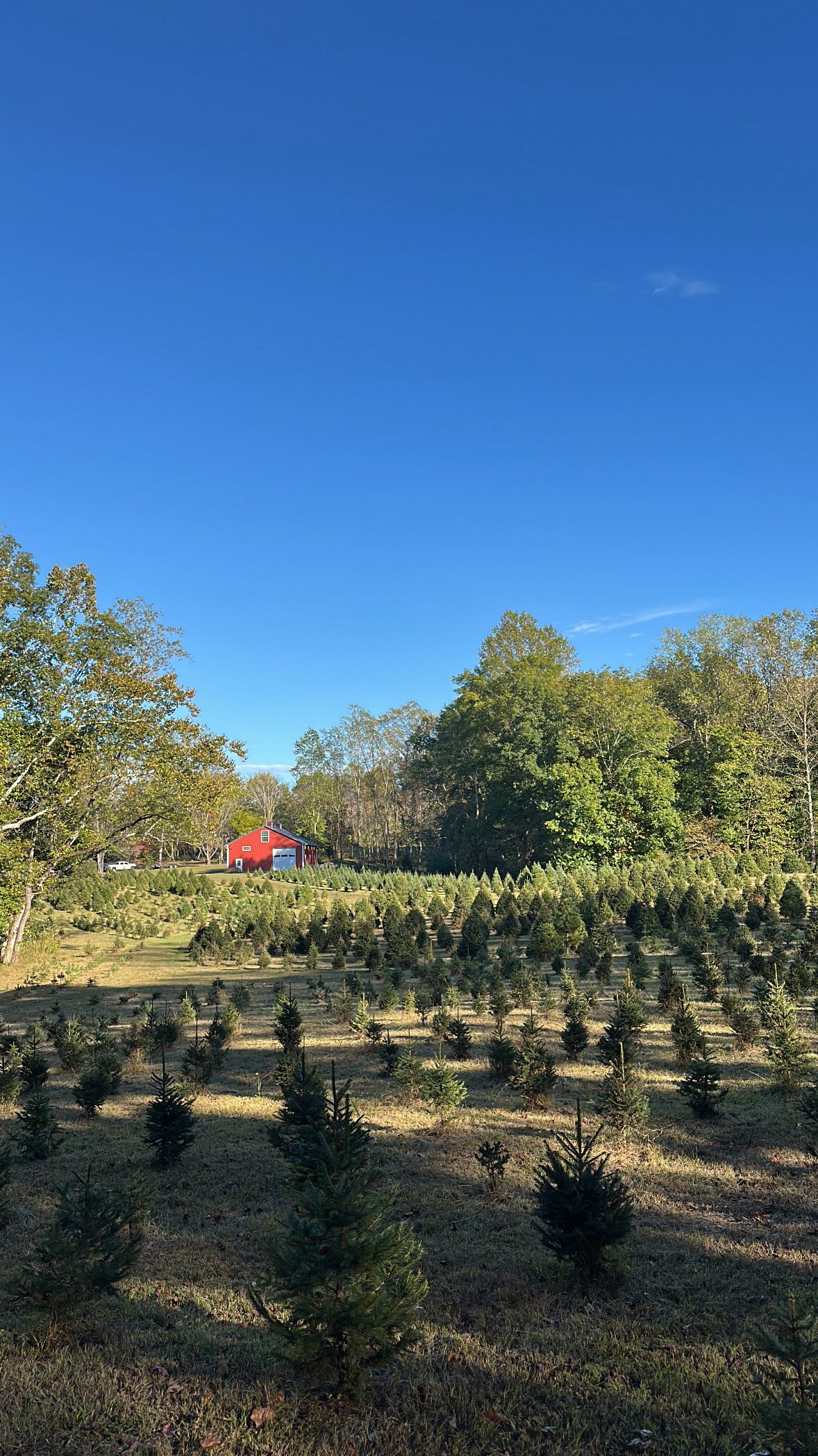Surprise — the Christmas tree farm isn’t our only job! 🌲✨ People always think the tree farm is our full-time gig… but the truth? We all have weekday jobs, but when the weekend hits, we’re a full force Christmas tree farm crew. It takes all hands and lot of long days, but we’re grateful every single day for the work, the memories, and the people who make it possible ❤️ Find out who’s a nurse, a lawyer, a student and everything in between!
#christmastreefarm #southernmaryland #maryland #marylandchristmas #marylandchristmastreefarm