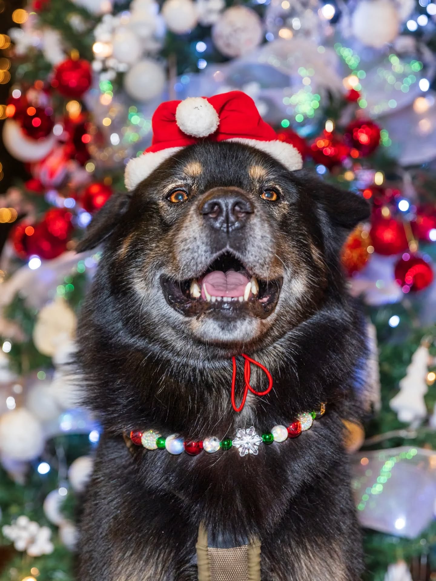 Less than a week till Christmas and I was feeling festive!π This is the 2nd year we have visited this Christmas tree competition. This time we went late at night for fewer distractions, and mom brought a light so she could get better pics of me!
Many of the trees had stuffies or presents underneath them as props and I may have tried to steal some - unsuccessfully unfortunately because pawrents stopped me. I didn't actually get to steal anything so do you think I'm still on the nice list?
Hat by @huxleyandkent, beaded collar by @saltyfurco