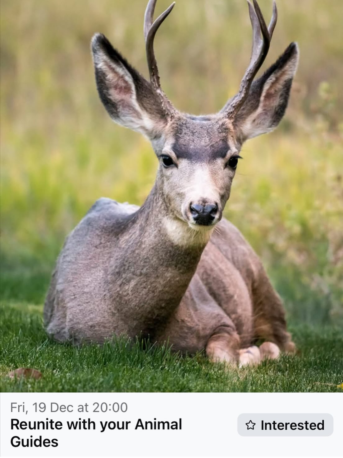 My next event is ONLINE! A short one hour tune into the ‘Secret Animal Wisdom’ radio station with me to meet with your Animal Guides 🤪
In all seriousness, it’s a special opportunity to relax, unwind and sit back/lay down as I take you through a Guided Meditation to meet with your Animal Guides. You do nothing but listen and enjoy. Why is this so awesome?
🦋You dont need to go anywhere
🦋Your animal guides can show up to share guidance, strength, clarity, love & more
🦋This one hour together will offer a boost preparing you for the often crazy xmas & new year times ahead
🦋It is only one hour!
You will need to book your spot to join, details in the event or on my website
www.secretanimalwisdom.com/events
#guidedmeditation #onlineevent #poweranimals #relaxandbreathe #medicinewoman #musicaljourney