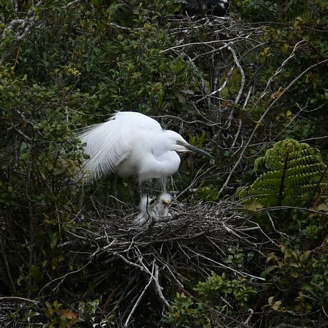 Happy Kōtuku families at the Waitangiroto Nature Reserve nesting site 🥰
#kotuku #whiteherons #whiteherontours #whiteheroncolony #whiteheronsanctuary #whiteheronsnesting #nzbirds #birdsnz #whataroa #southislandnz