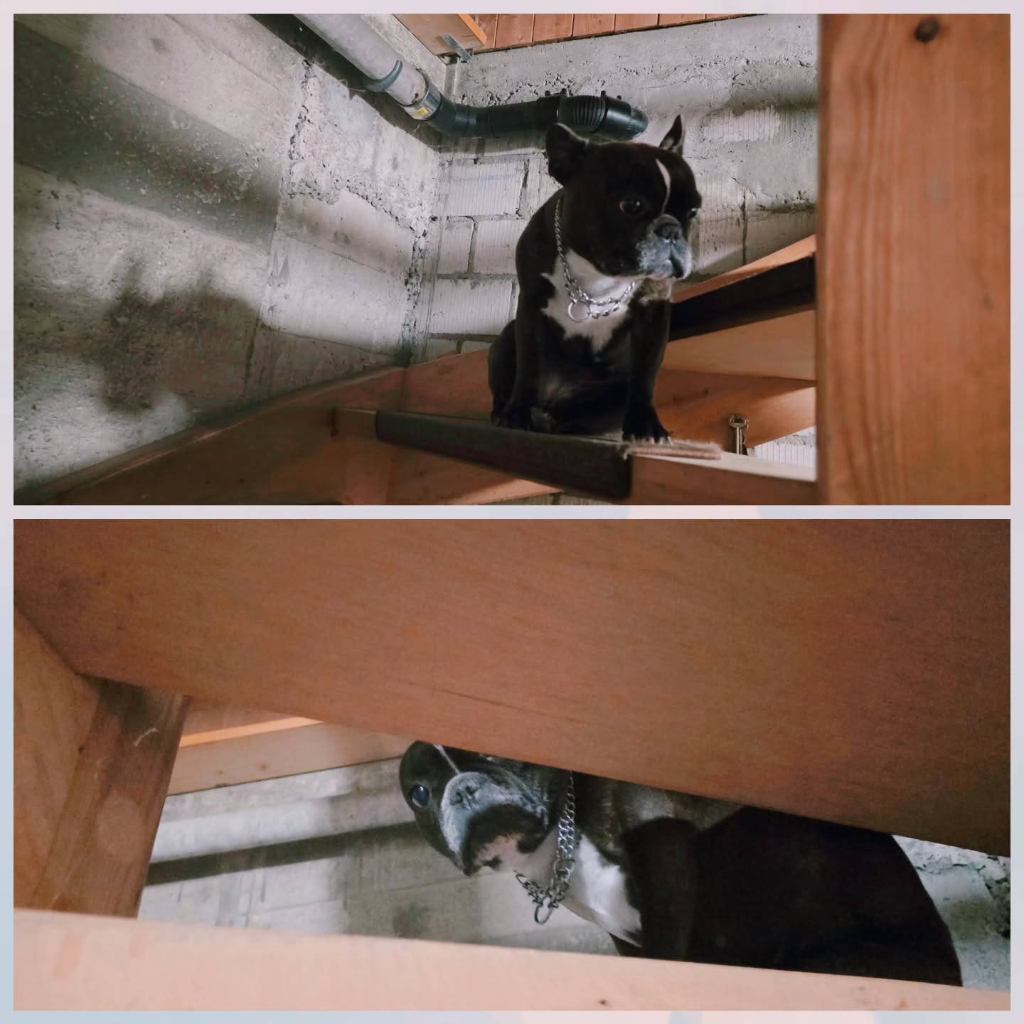 Unsere Frenchie-Damen (8 & 10) werden älter und mit ihnen verändern sich auch ihre Bedürfnisse.
Manchmal geht es schneller, als einem lieb ist. 🥲
Josy zeigt es mir jeden Tag auf ihre ganz eigene Art. Bis vor 1.5 Jahren waren Spazierengehen, Jagen und Spielen die Priorität Nr. 1…
Heute sind es Kuscheln auf der Couch, Schlafen und Leckerlis schlemmen. 🩷🐾
Und das ist völlig okay.
Sie sagt mir, was sie braucht und ich höre zu.
Manchmal bedeutet das:
ein warmes Mäntelchen,
ein kleines Transporttragen nach draussen,
ein kurzer Schnuppermoment an der frischen Luft…
und dann geht es wieder zurück in die Wärme. 🧣🛋️✨
Es geht nicht mehr um lange Wege oder „auspowern“.
Es geht darum, achtsam zu sein, ihre Bedürfnisse zu sehen und gemeinsam Kompromisse zu schliessen. Meine Frenchies sollen sich wohlfühlen, in ihrem Tempo, in ihrer Welt.
Denn wenn unsere Hunde älter werden, sprechen sie leiser…
aber dafür umso klarer. 💞
Ein Hundeleben ist so kurz und intensiv und jede Sekunde so kostbar. 🙏
Höre deinem Tier zu.
Es erzählt dir mehr, als du denkst. 🐶🌙✨