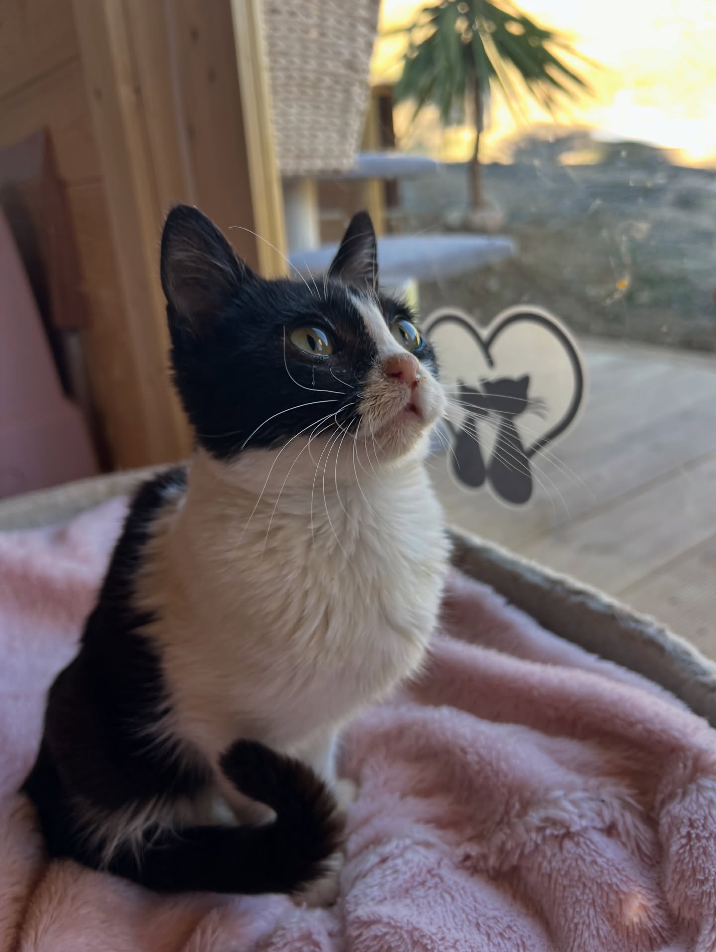 Lieve Sinterklaas,
Ik โ blijkbaar heet ik hier tegenwoordig Pico โ heb eigenlijk maar รฉรฉn ding op mijn verlanglijstje staan: En dat is dat ik ooit weer normaal kan lopen. Dat mijn pootje het weer goed gaat doen. Ik beloof dat ik hรฉรฉl lief zal zijn!
Enโฆ als ik dan tรณch twee wensjes mag doen, dan zou ik daarna heel graag een eigen thuis willen vinden ๐๐ป
Dank u wel, lieve Sinterklaasje. ๐๐ป
Liefs,
Pico ๐พ